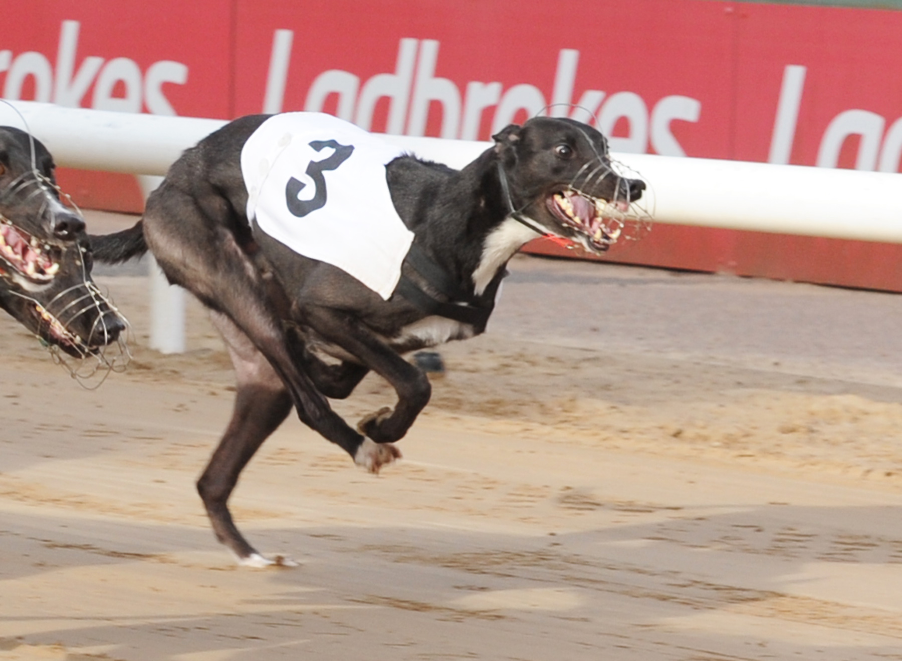 Betfred Gymcrack Kinsley 462m 8 000 Greyhound Board Of Great Britain