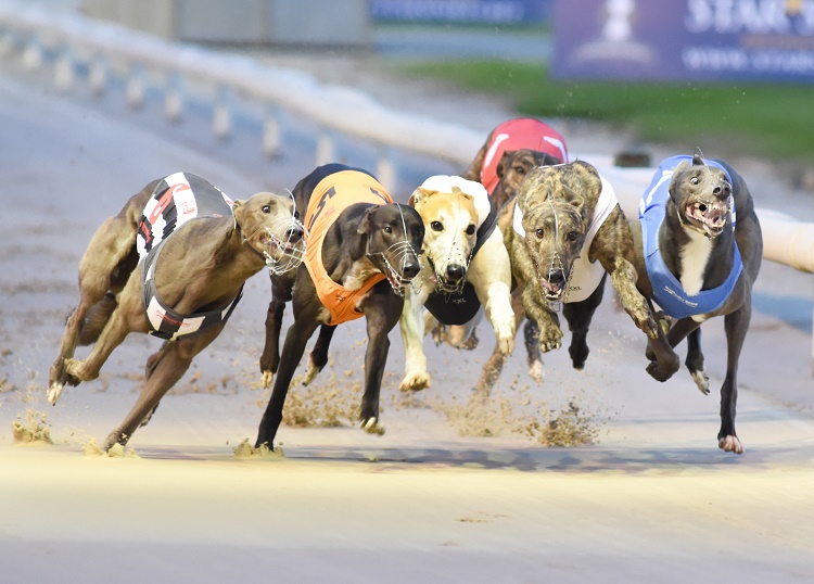 The Star Sports, ARC & LPS Greyhound Derby Final Draw and Reaction