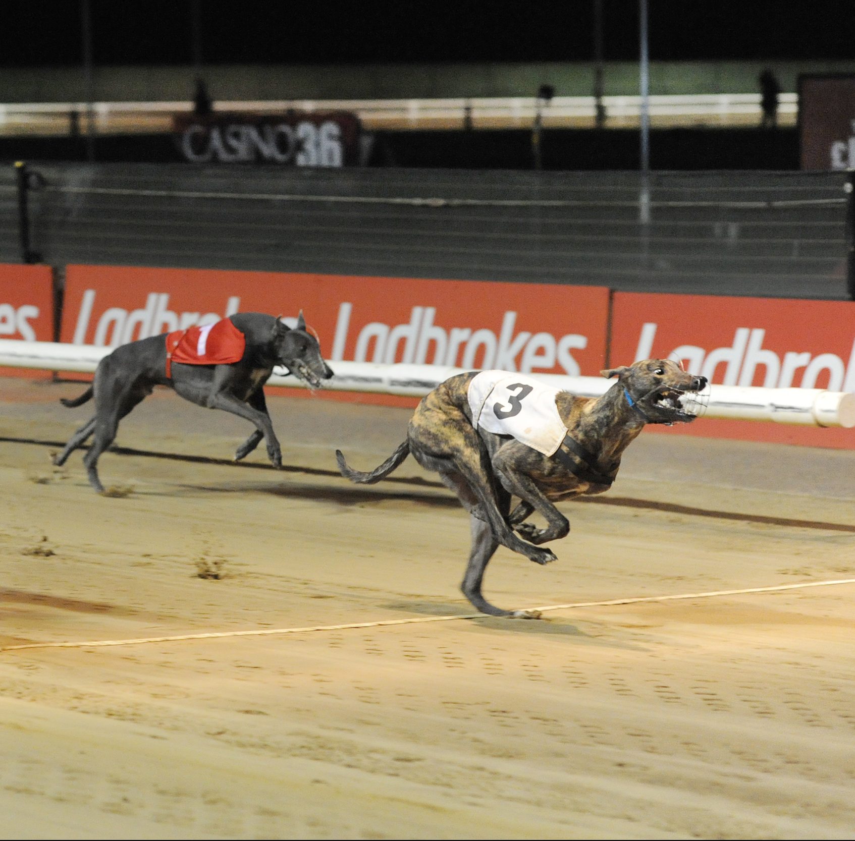 Ladbrokes Gold Cup Monmore 480m 10 000 Greyhound Board Of Great Britain