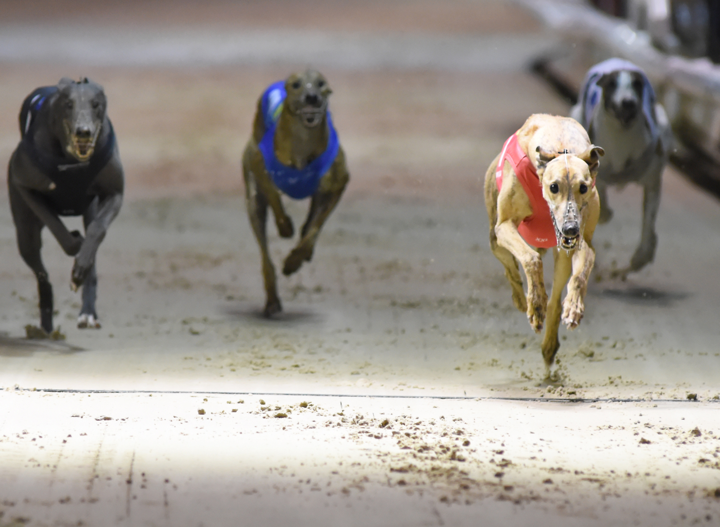British Greyhound Results British Greyhound Results