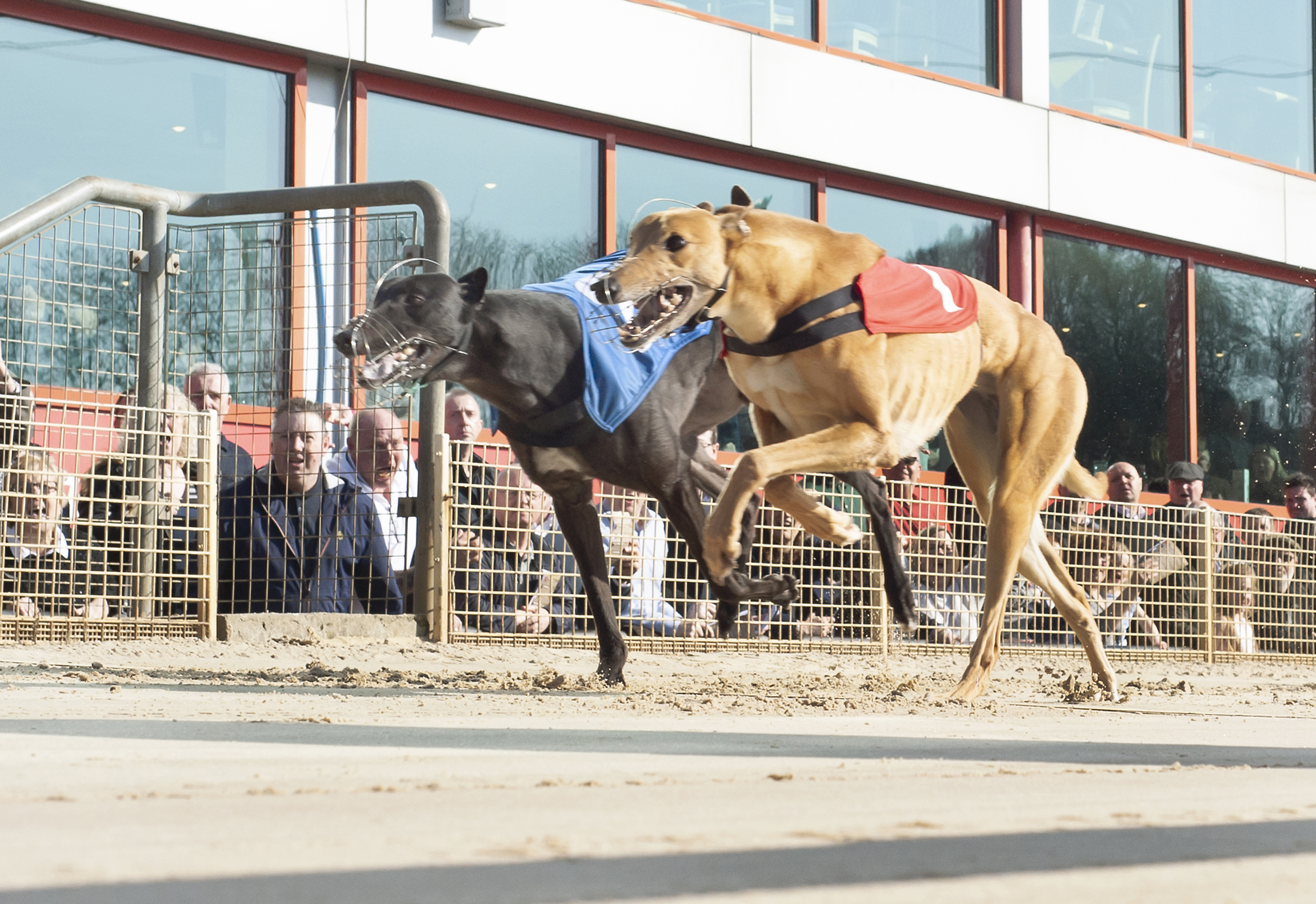 Ladbrokes Golden Jacket Preview Crayford 714m £17, 500 Greyhound