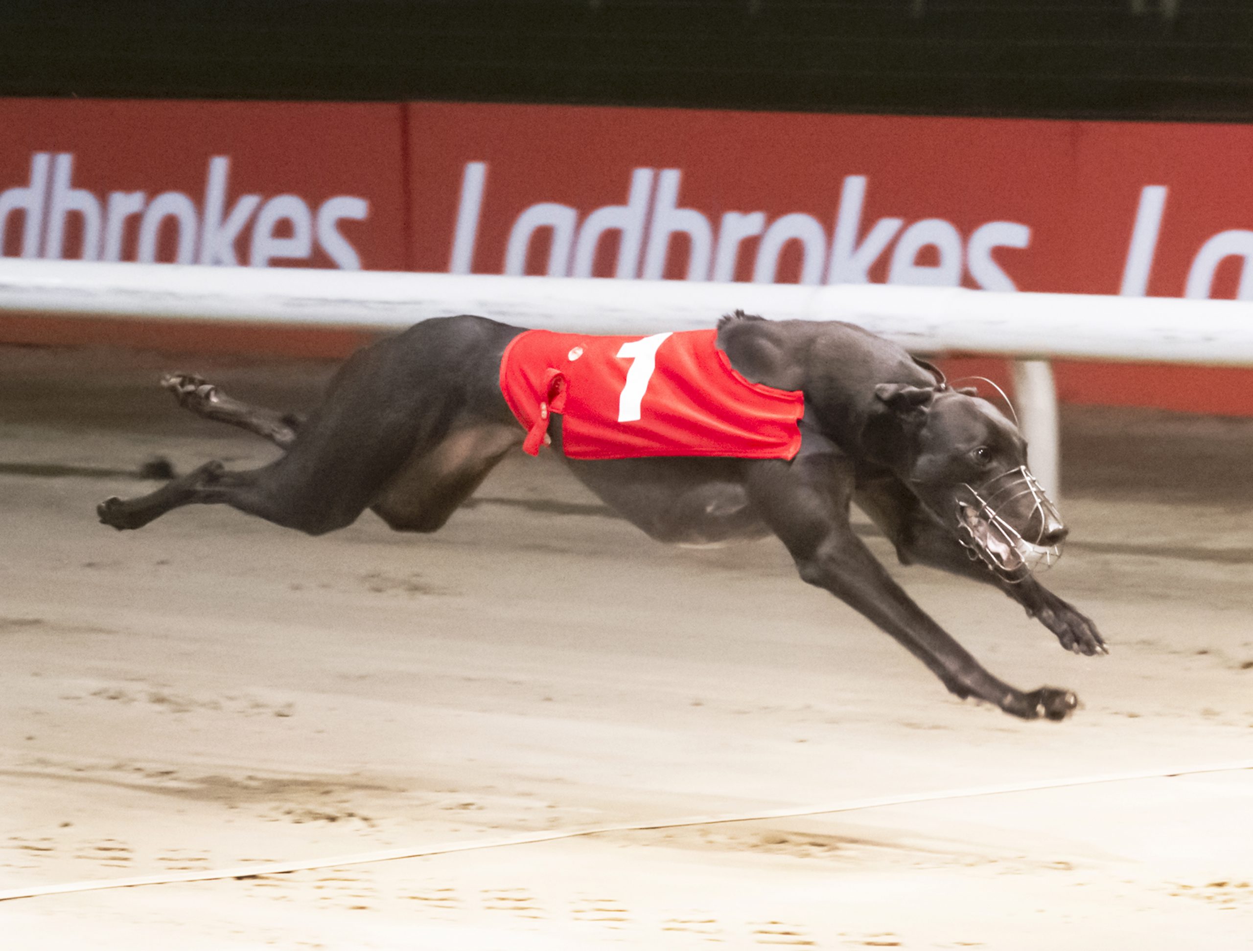 Ladbrokes Puppy Derby 2021 Monmore Green 480m £12,500 Greyhound