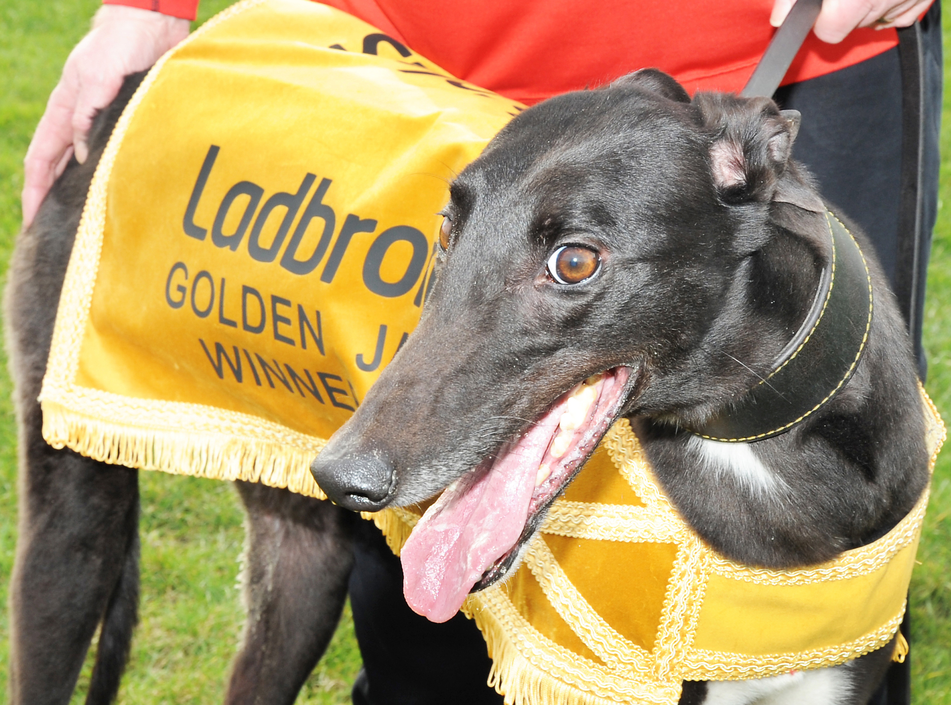 2021 Ladbrokes Golden Jacket Crayford 714m £17,500 Greyhound