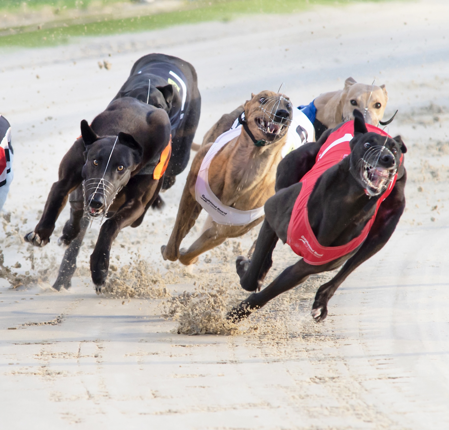 towcester greyhounds