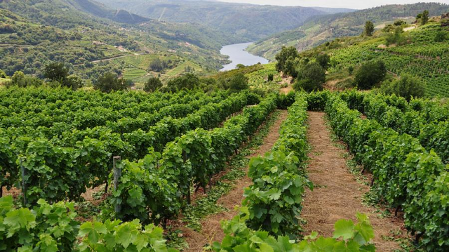 Life in Galicia: Dead Pigs and Homemade Spirits