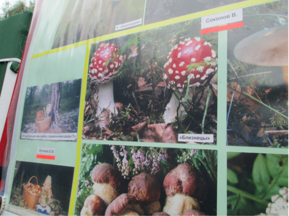 One of the many display boards of varieties of mushrooms which grow in Russia One of the many display boards of varieties of mushrooms which grow in Russia