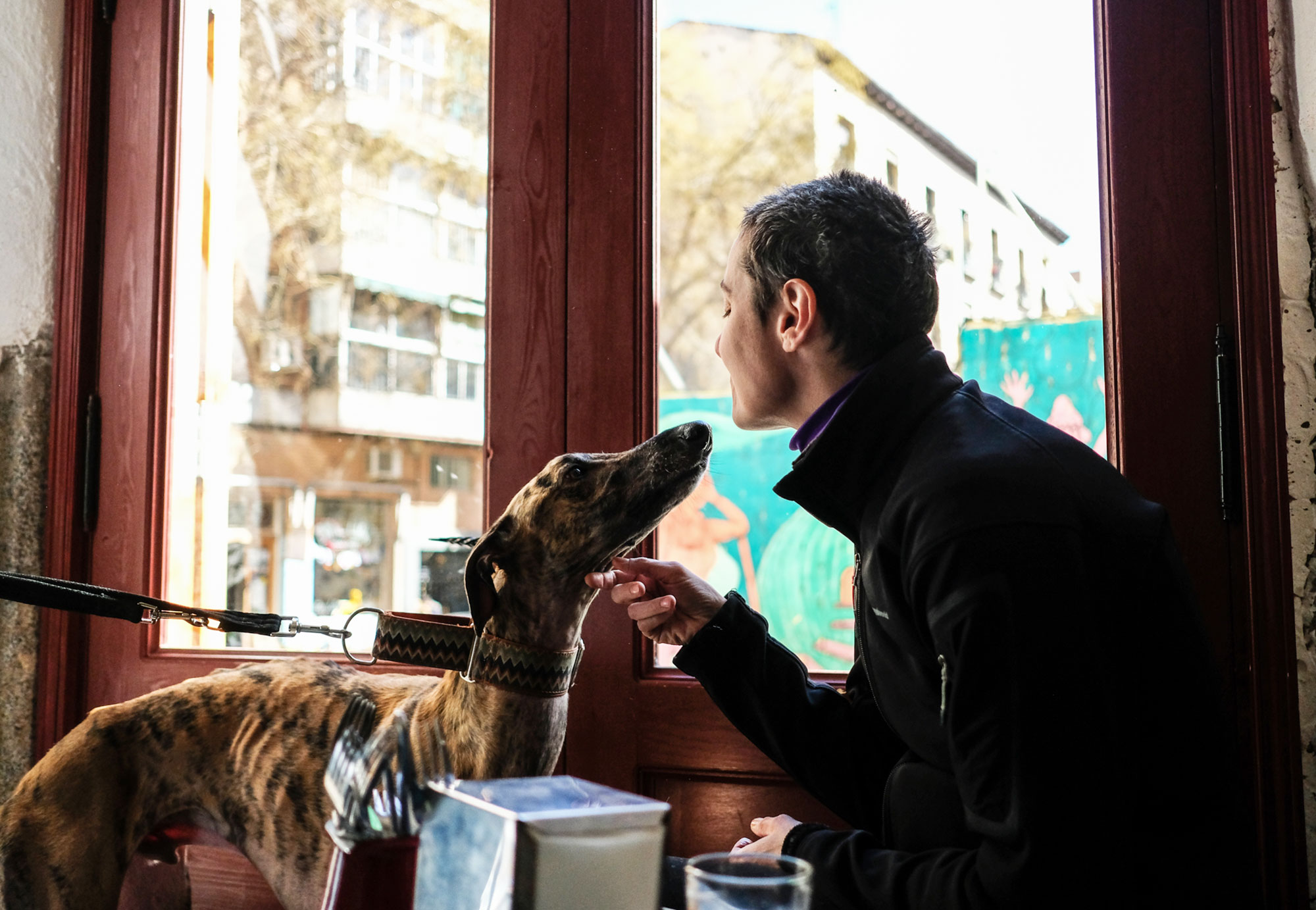 Fotomontaje de perros en el establecimiento de Lavapiés. Fotomontaje de perros en el establecimiento de Lavapiés.