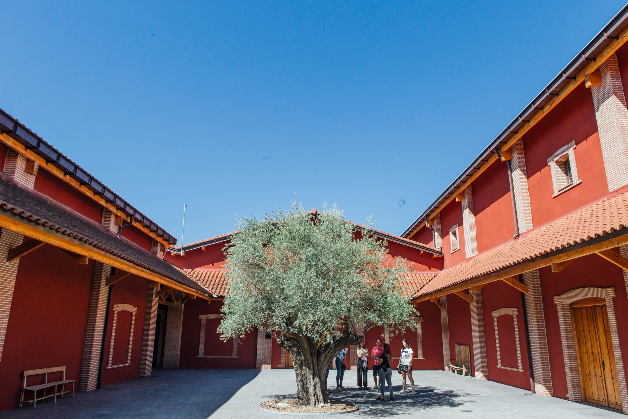 El olivo centenario del patio nos recuerda que la Ribera del Duero también fue productor de aceites. El olivo centenario del patio nos recuerda que la Ribera del Duero también fue productor de aceites.
