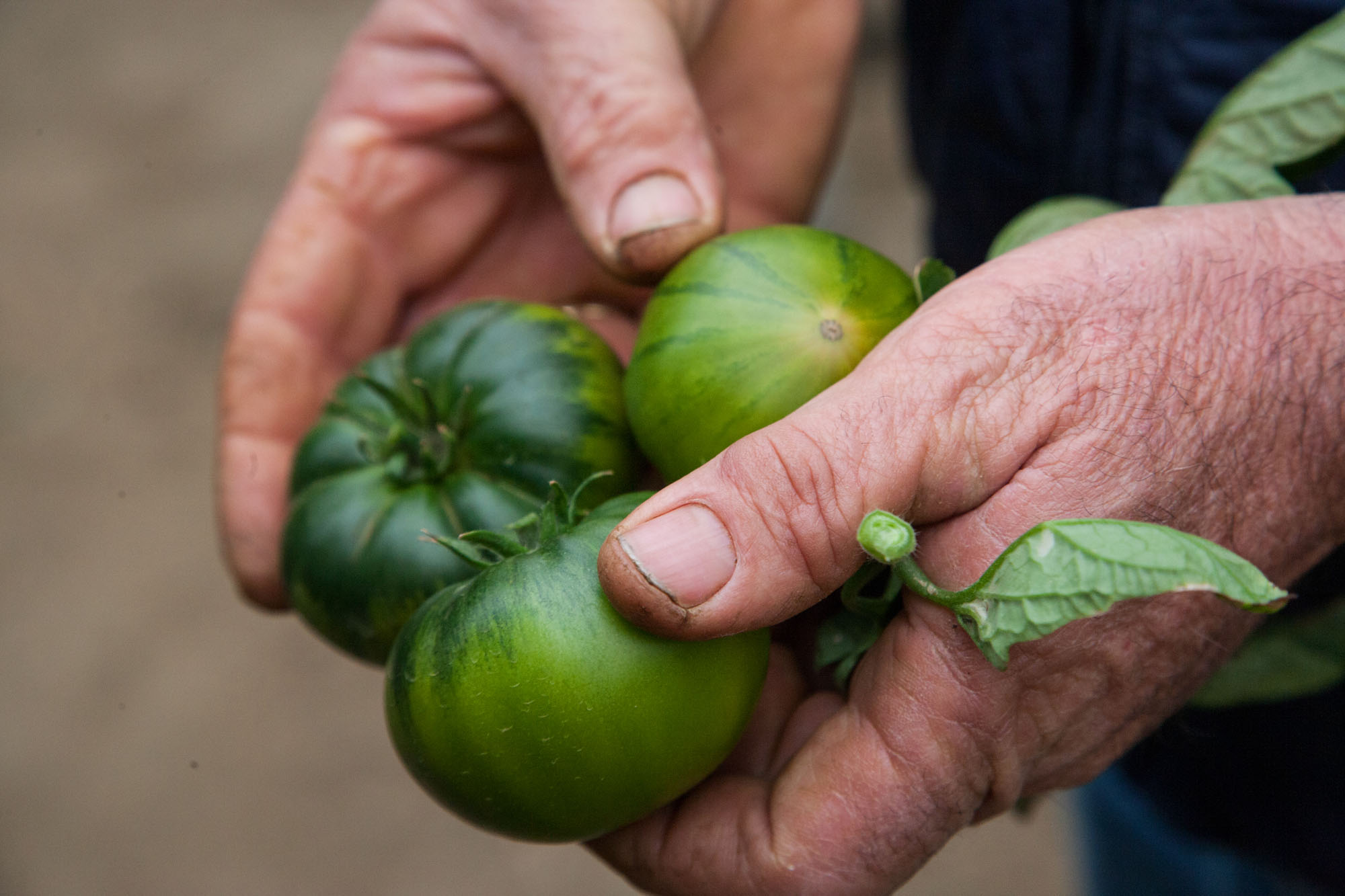 El tomate raf tiene cuello verde en la parte superior y estrella no atigrada en su parte inferior. El tomate raf tiene cuello verde en la parte superior y estrella no atigrada en su parte inferior.