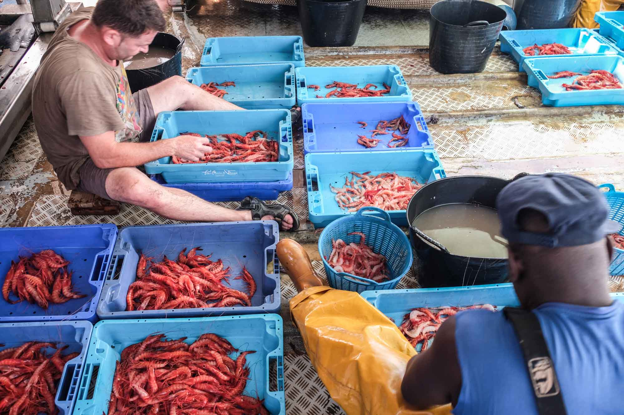 Selección de las gambas en la cubierta. Selección de las gambas en la cubierta.