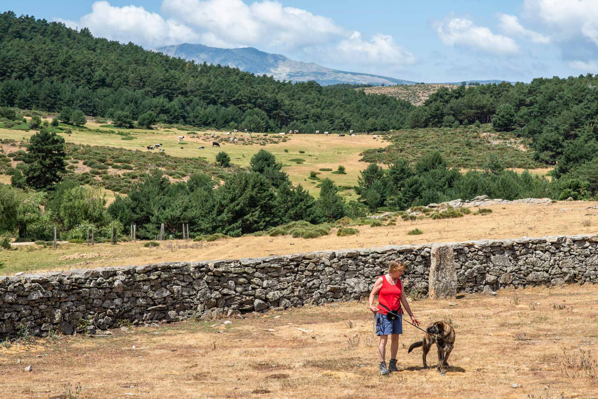 Señora con su perro en la Sierra de Guadarrama. Señora con su perro en la Sierra de Guadarrama.