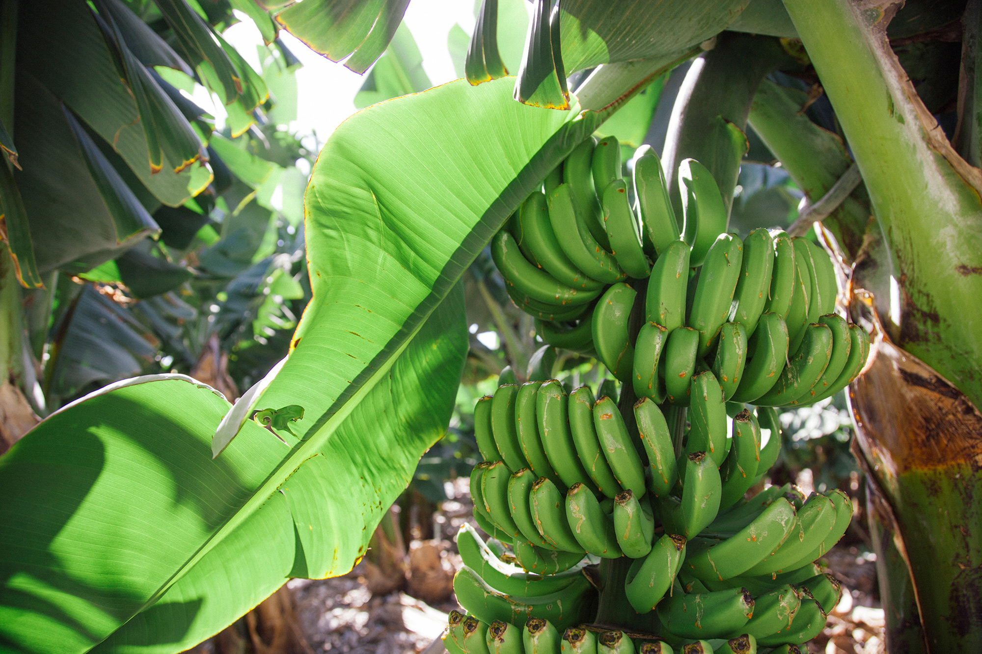 Las hojas protegen a los plátanos, pero también les quita mucha luz natural. Las hojas protegen a los plátanos, pero también les quita mucha luz natural.