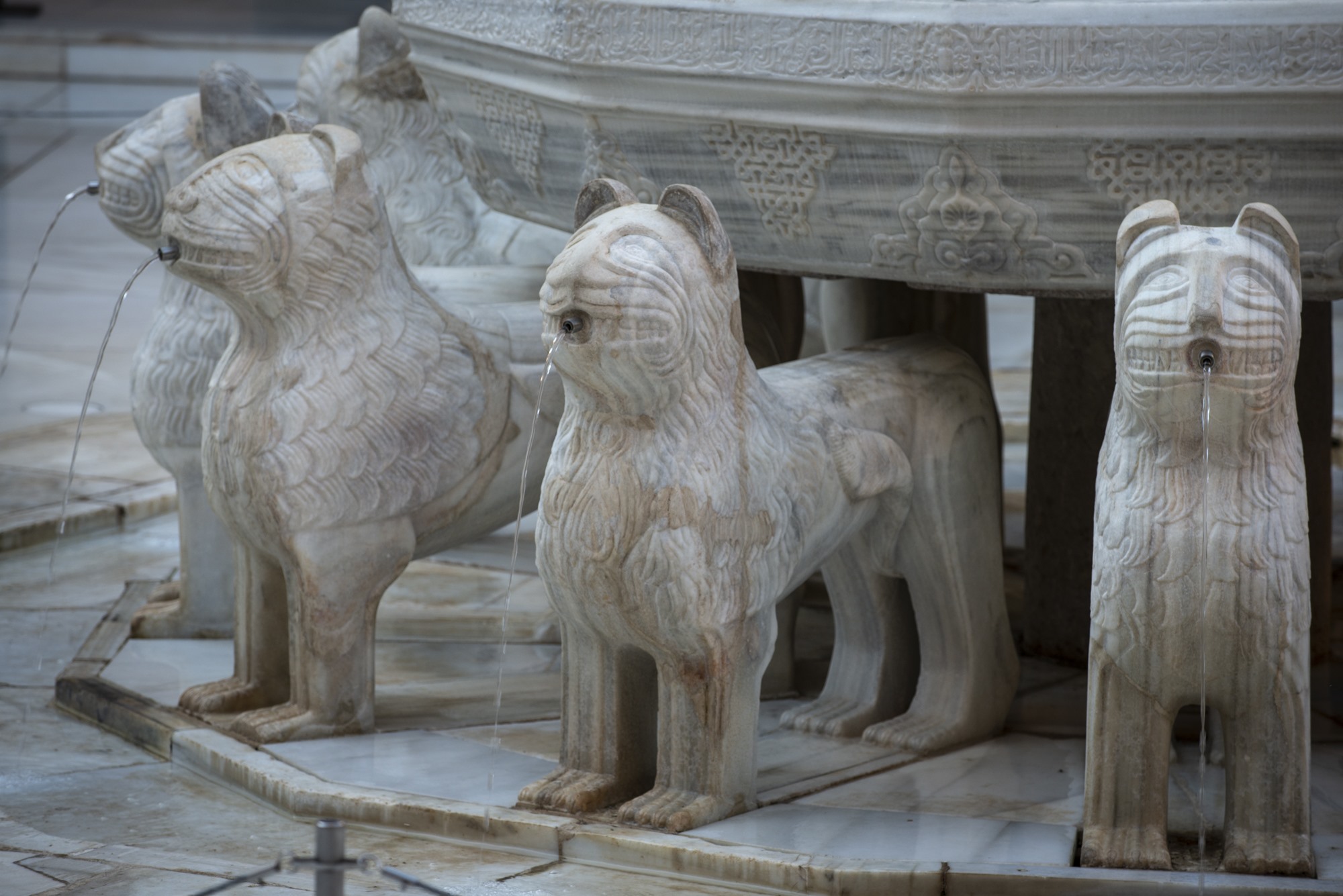 leones leones