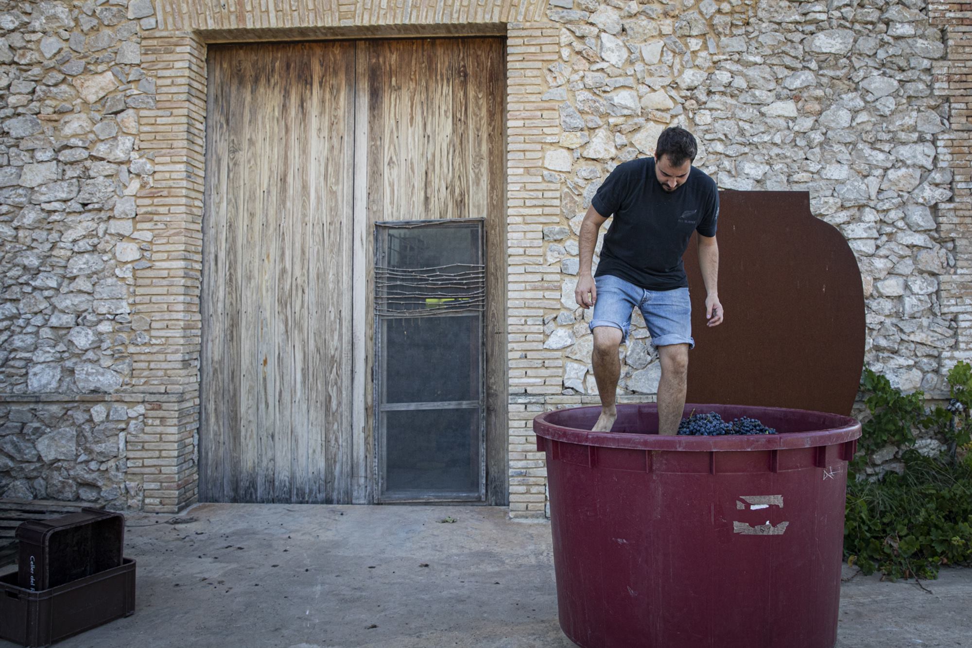 paco senís pisando uva celler roure paco senís pisando uva celler roure