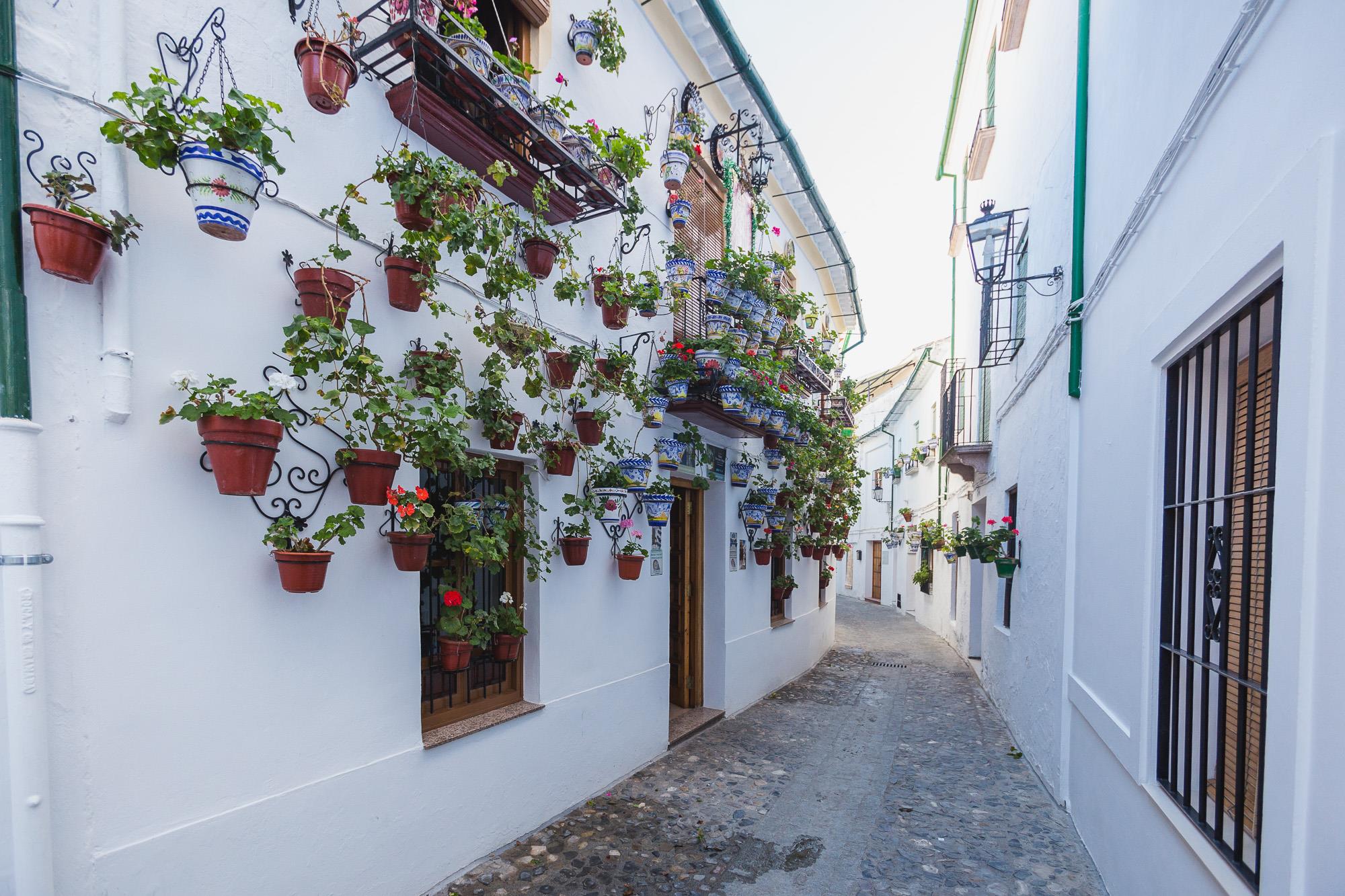 La tradición tan extendida por toda Andalucía y especialmente por Córdoba también está presente en las calles prieguenses. La tradición tan extendida por toda Andalucía y especialmente por Córdoba también está presente en las calles prieguenses.