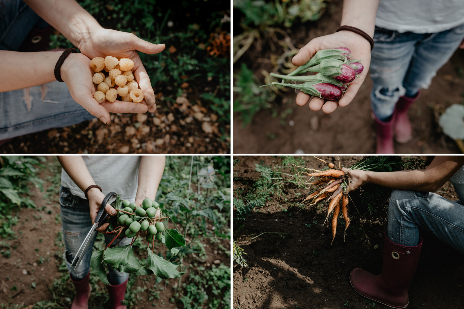 Parte de la cesta de la compra: frambuesas, miniberenjenas, 'kiwiños' y zanahorias. Parte de la cesta de la compra: frambuesas, miniberenjenas, 'kiwiños' y zanahorias.
