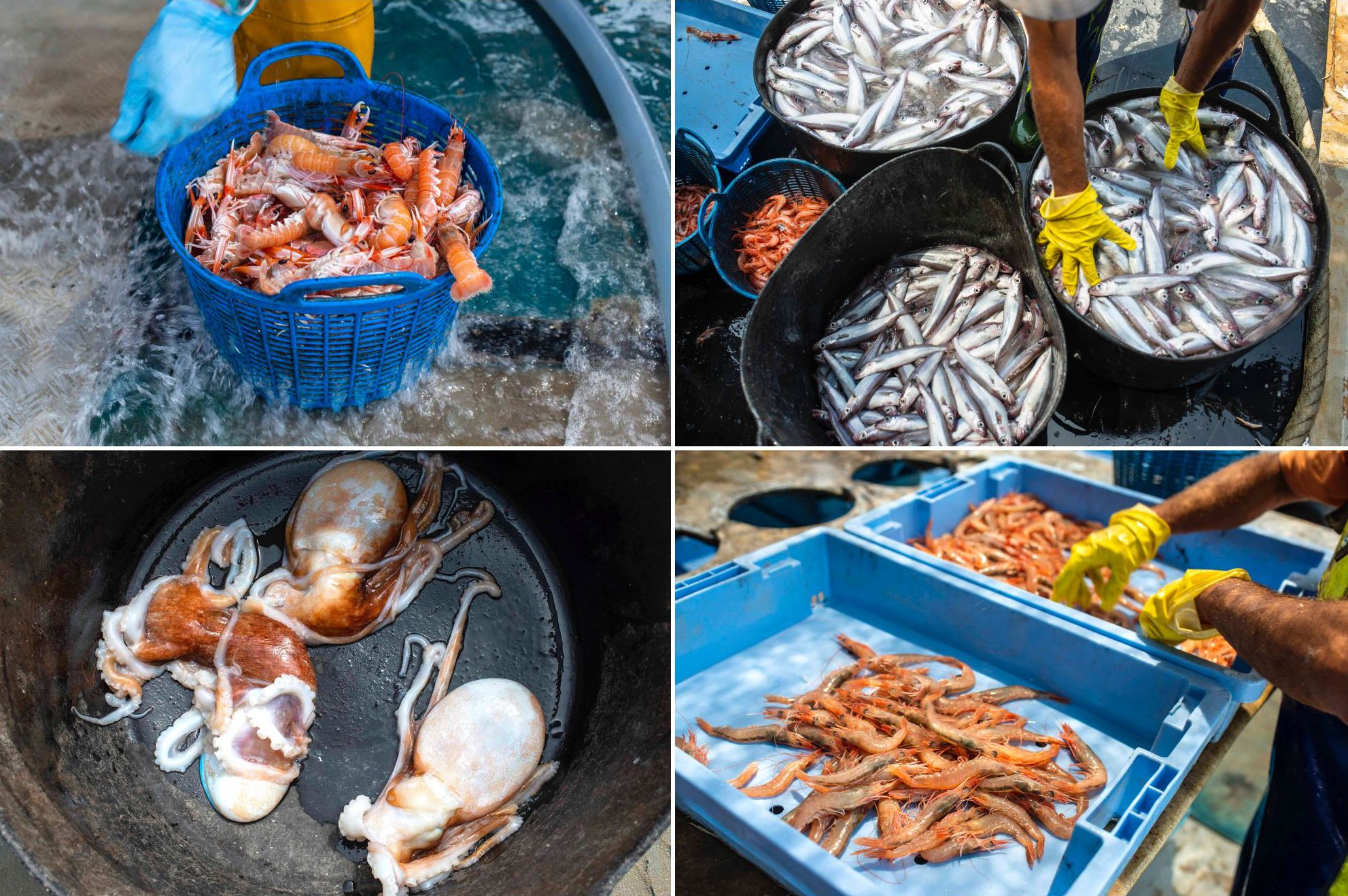 Pesca-turismo en el Grau (Castellón): pescado y marisco clasificado Pesca-turismo en el Grau (Castellón): pescado y marisco clasificado