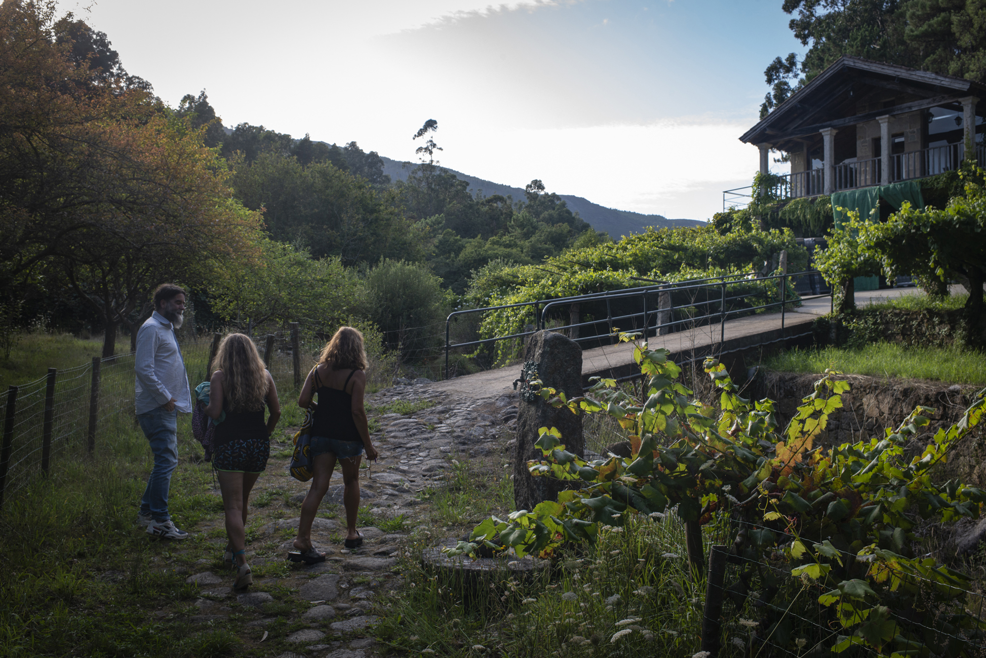 Atardece camino de la bodega, a las uvas les quedan solo unos días para la recolección. Atardece camino de la bodega, a las uvas les quedan solo unos días para la recolección.