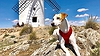Perro viajero. Consuegra.