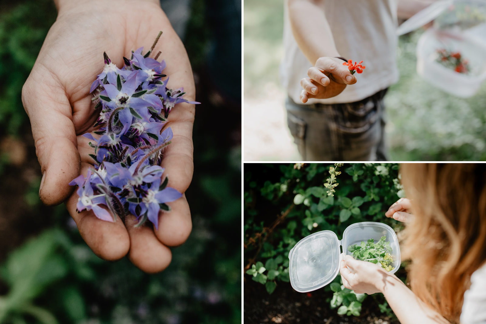 Lucía elige uno a uno las hierbas y flores que recoge al menos una vez al día en su huerto familiar. Lucía elige uno a uno las hierbas y flores que recoge al menos una vez al día en su huerto familiar.