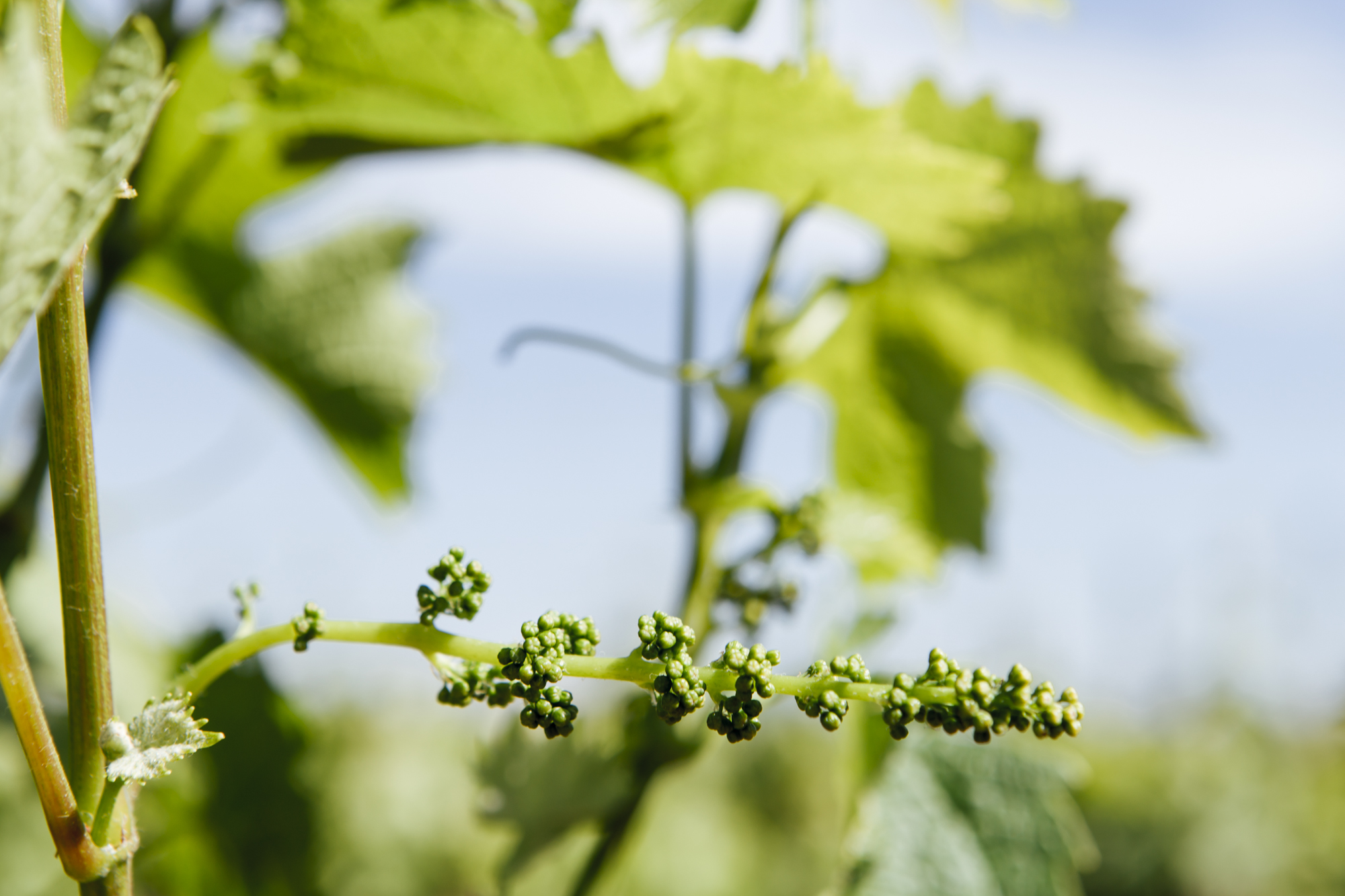 brotes bodega vallformosa brotes bodega vallformosa
