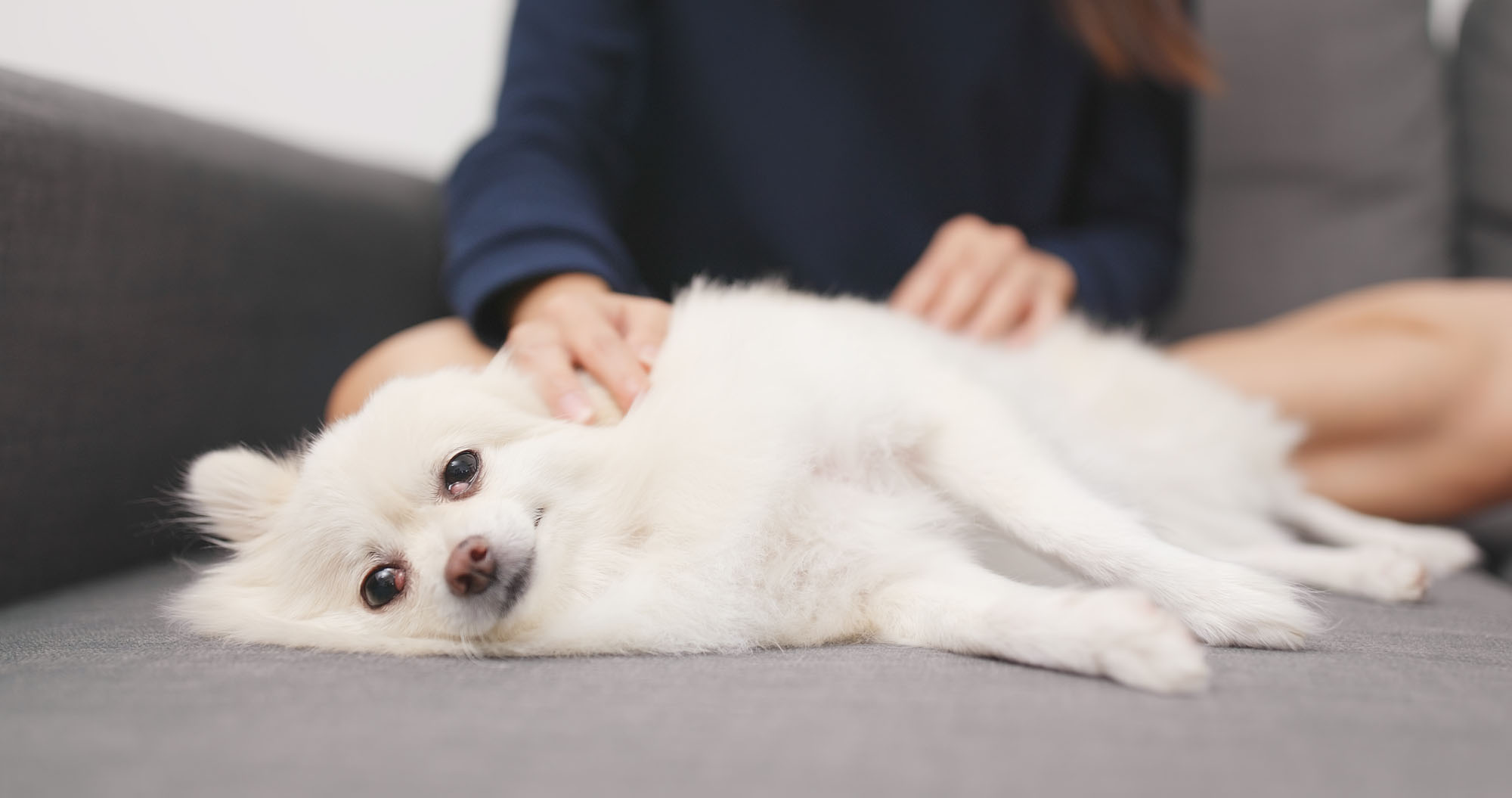 juguetes caseros para perros hiperactivos