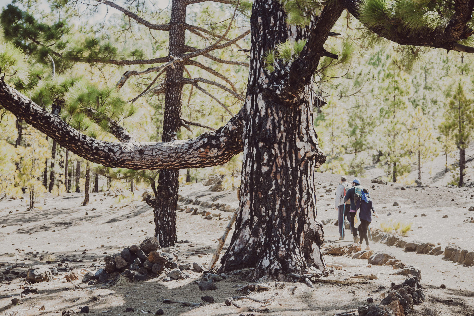 Solo el paso del tiempo permite que las plantas vuelvan a poblar la superficie, como los poleos o el pino canario. Solo el paso del tiempo permite que las plantas vuelvan a poblar la superficie, como los poleos o el pino canario.