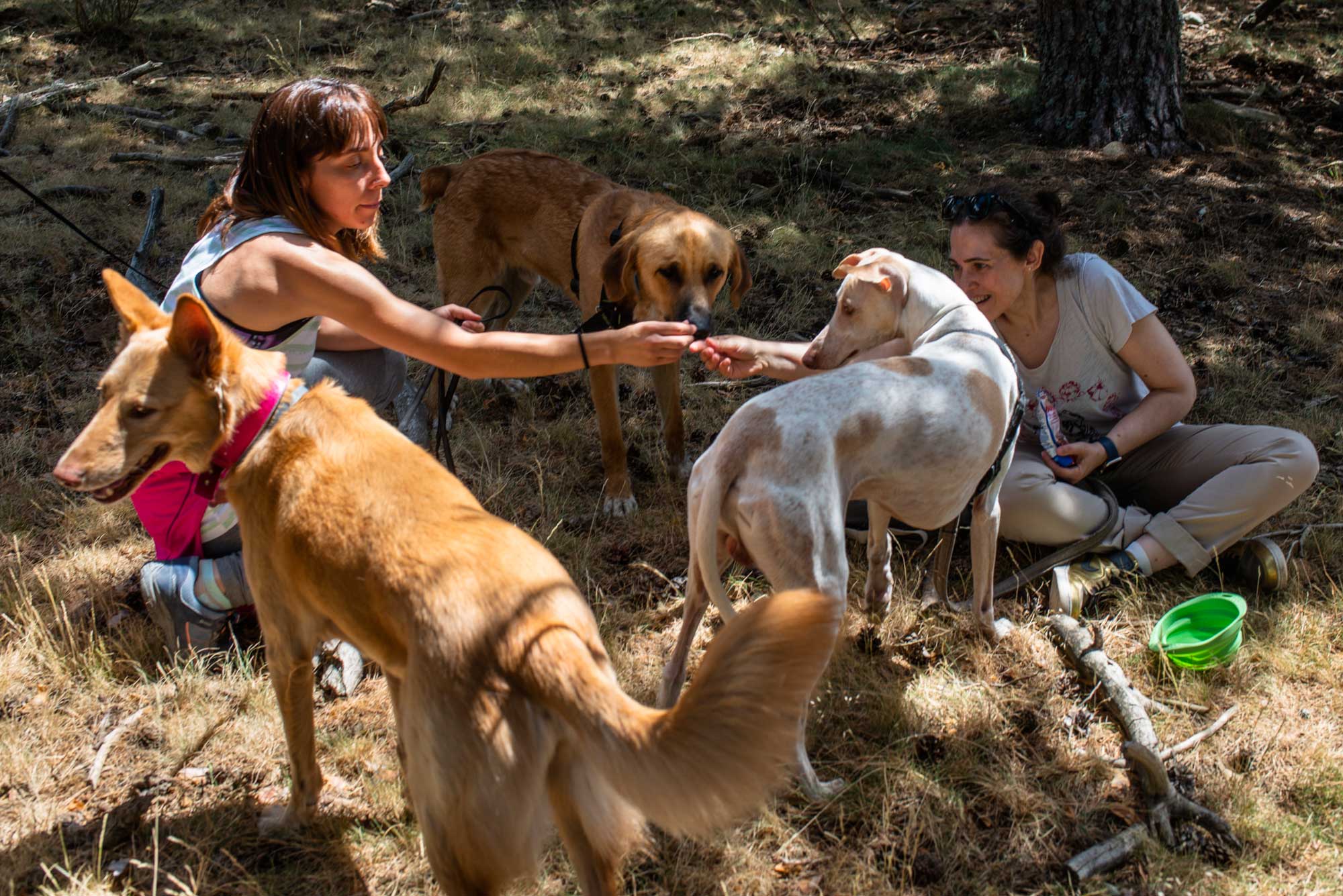Dando de comer a los perros. Dando de comer a los perros.