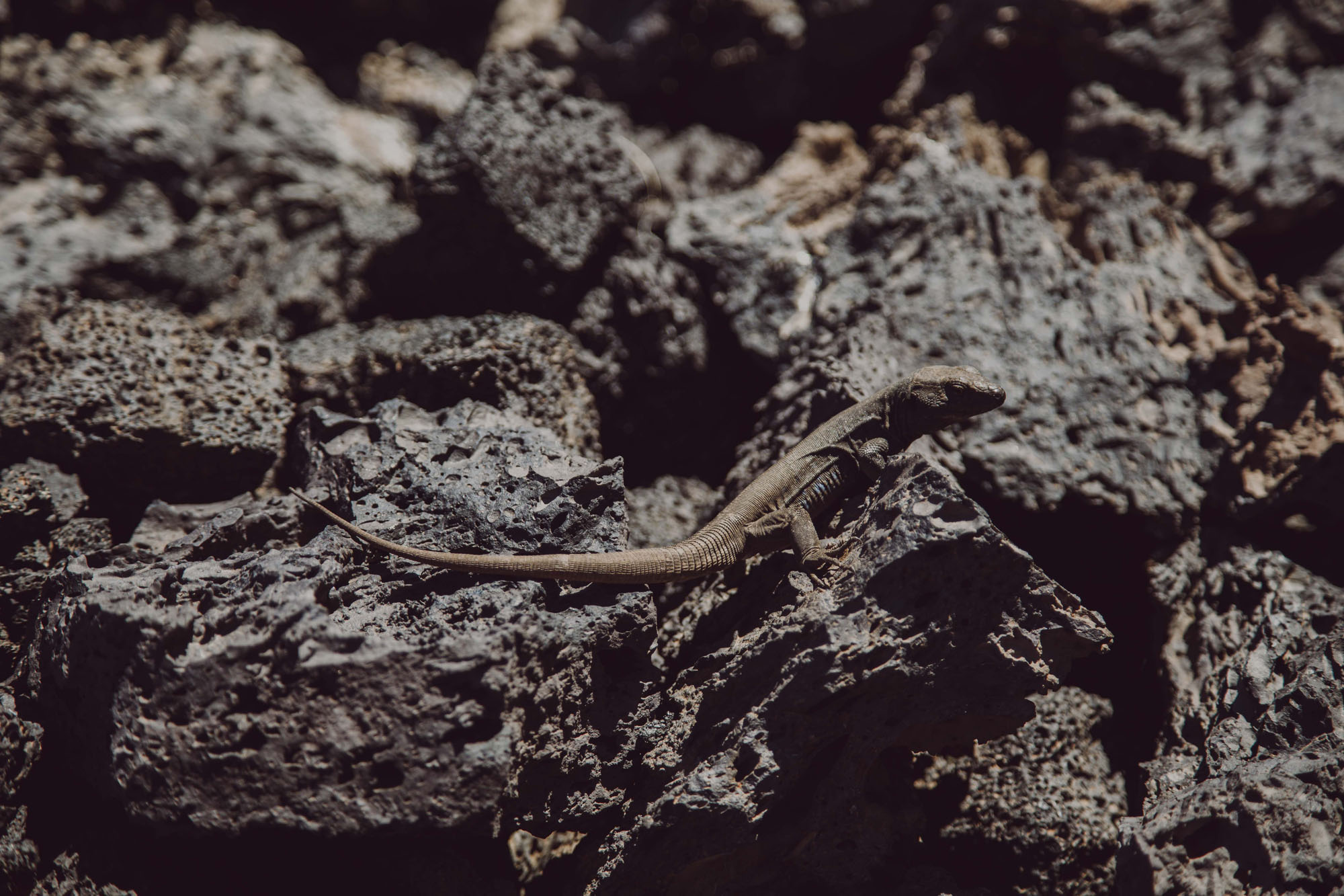 Entre las rocas aparecen los lagartos, que son los primeros animales pobladores de estas tierras basálticas. Entre las rocas aparecen los lagartos, que son los primeros animales pobladores de estas tierras basálticas.