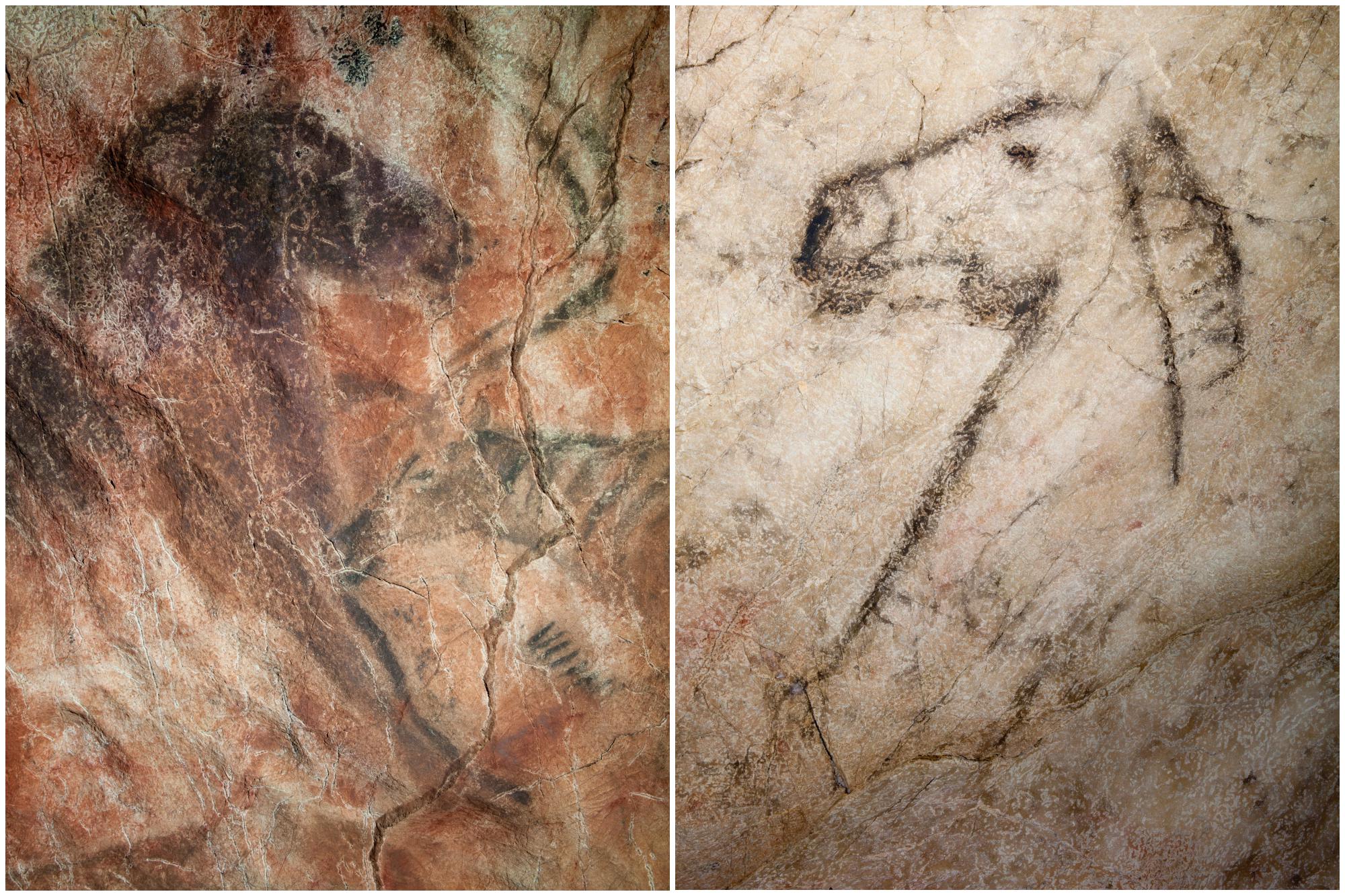 'La cabeza de Caballo' (a la derecha) fue la primera figura que descubrió Tito Bustillo en el Panel Principal. Foto: Centro de Arte Rupestre Tito Bustillo. 'La cabeza de Caballo' (a la derecha) fue la primera figura que descubrió Tito Bustillo en el Panel Principal. Foto: Centro de Arte Rupestre Tito Bustillo.