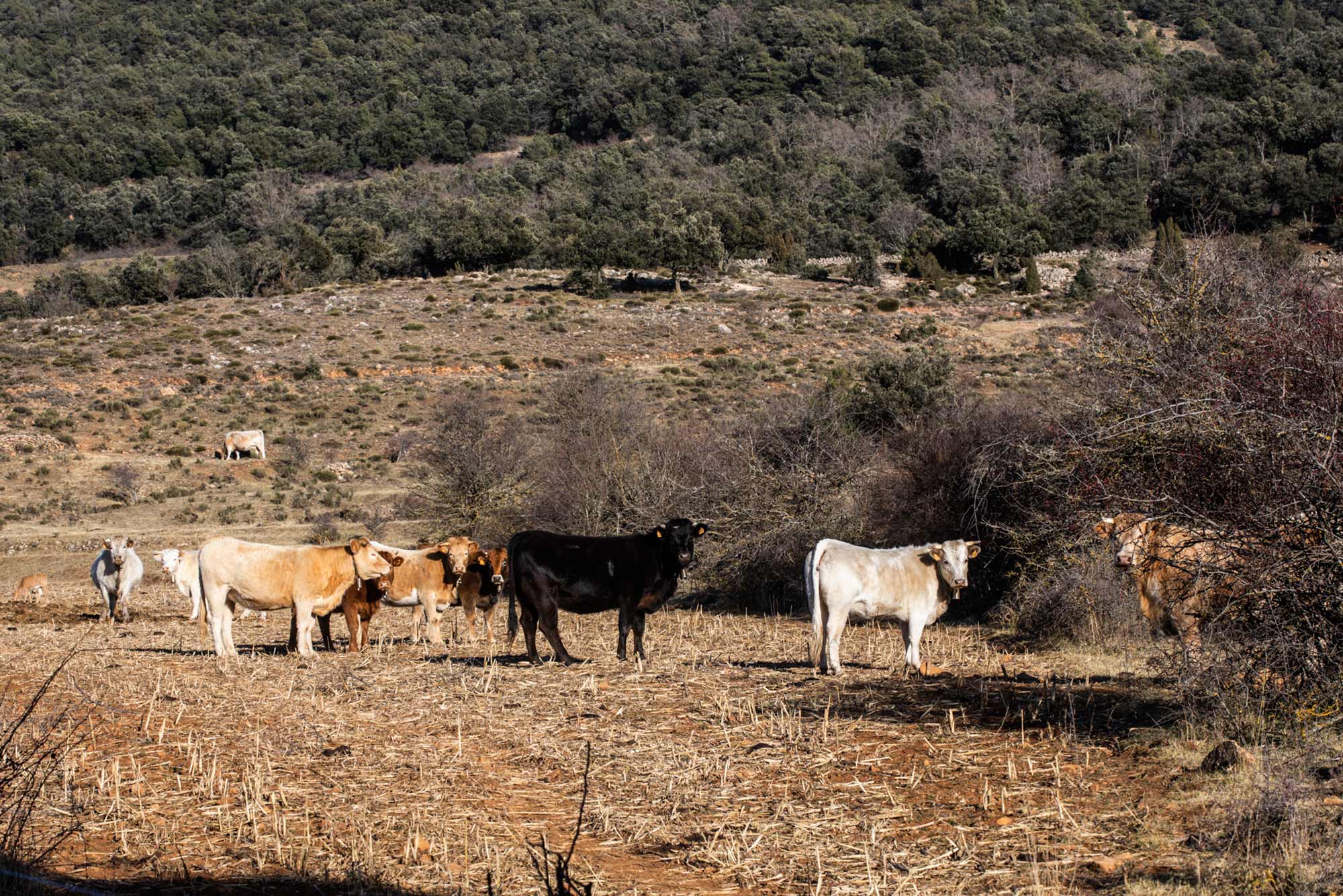 Vacas en la zona de subida a la montaña Penyagolosa. Vacas en la zona de subida a la montaña Penyagolosa.