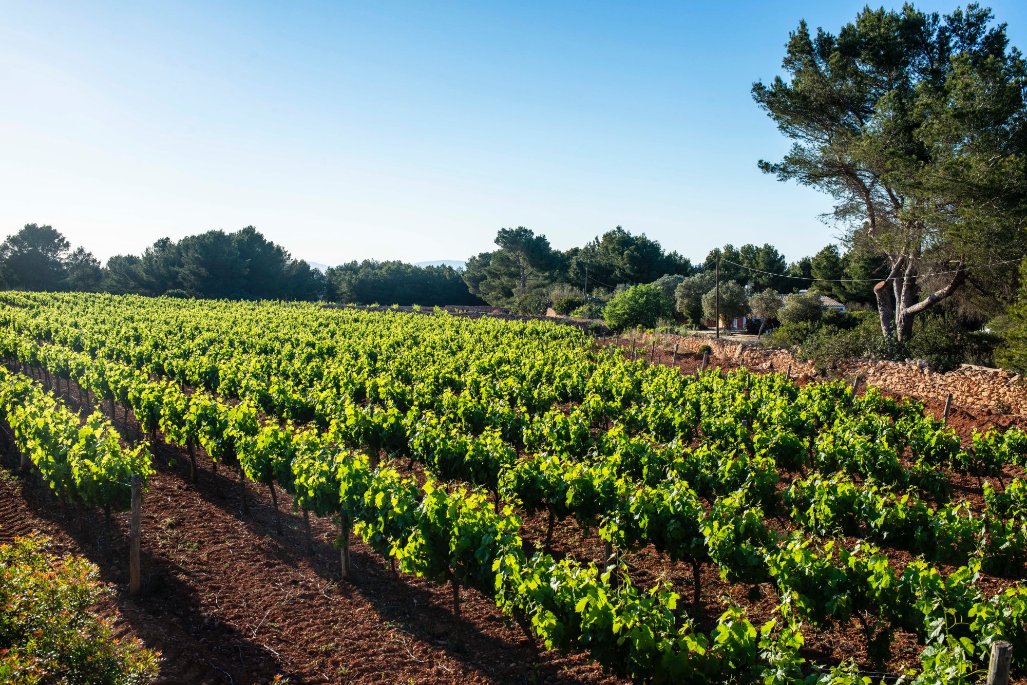 Miradores Formentera: Viñedos de Terramoll en La Mola Miradores Formentera: Viñedos de Terramoll en La Mola