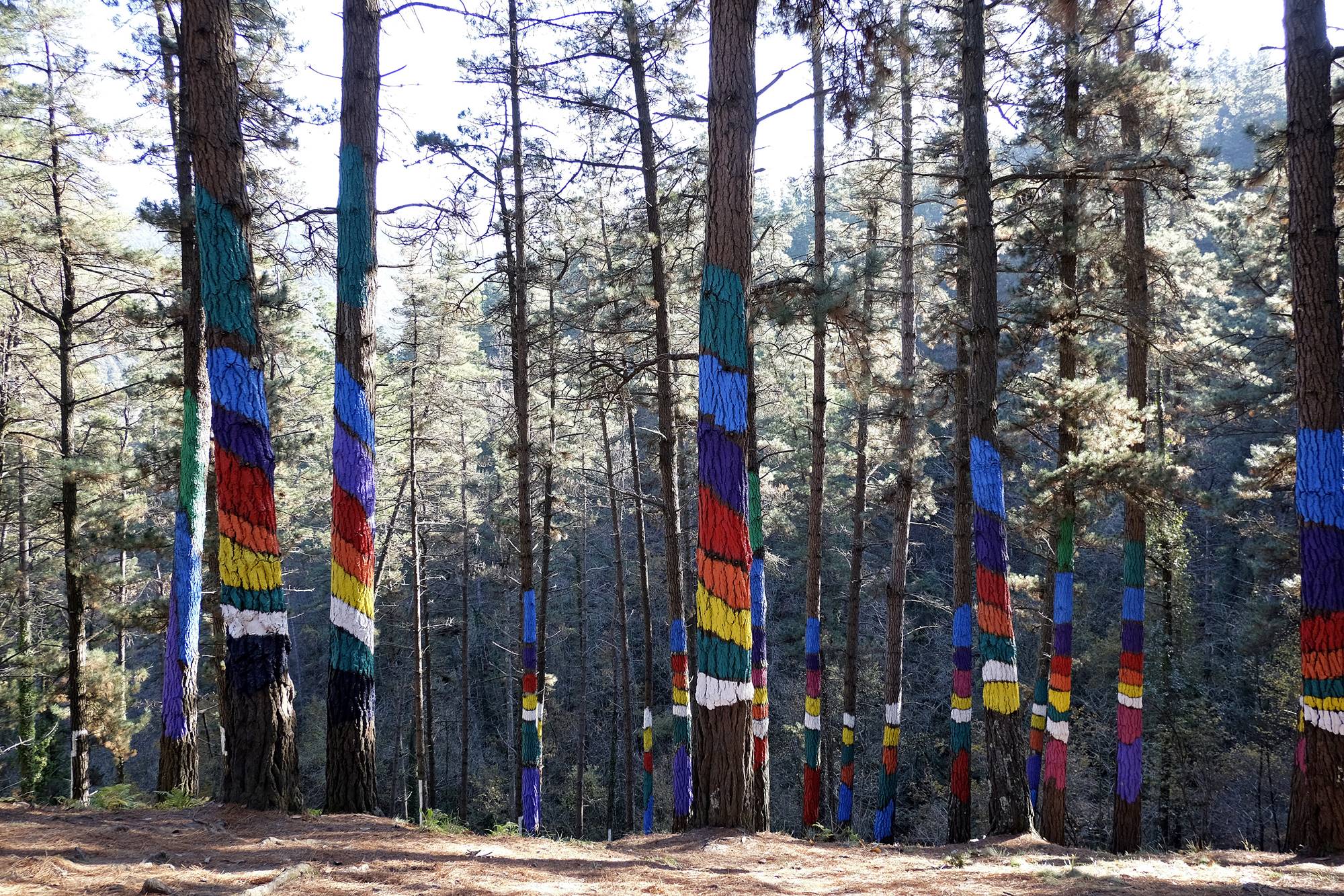El 36 % del suelo de España es bosque pero casi ninguno cuenta con tal intervención artística. El 36 % del suelo de España es bosque pero casi ninguno cuenta con tal intervención artística.