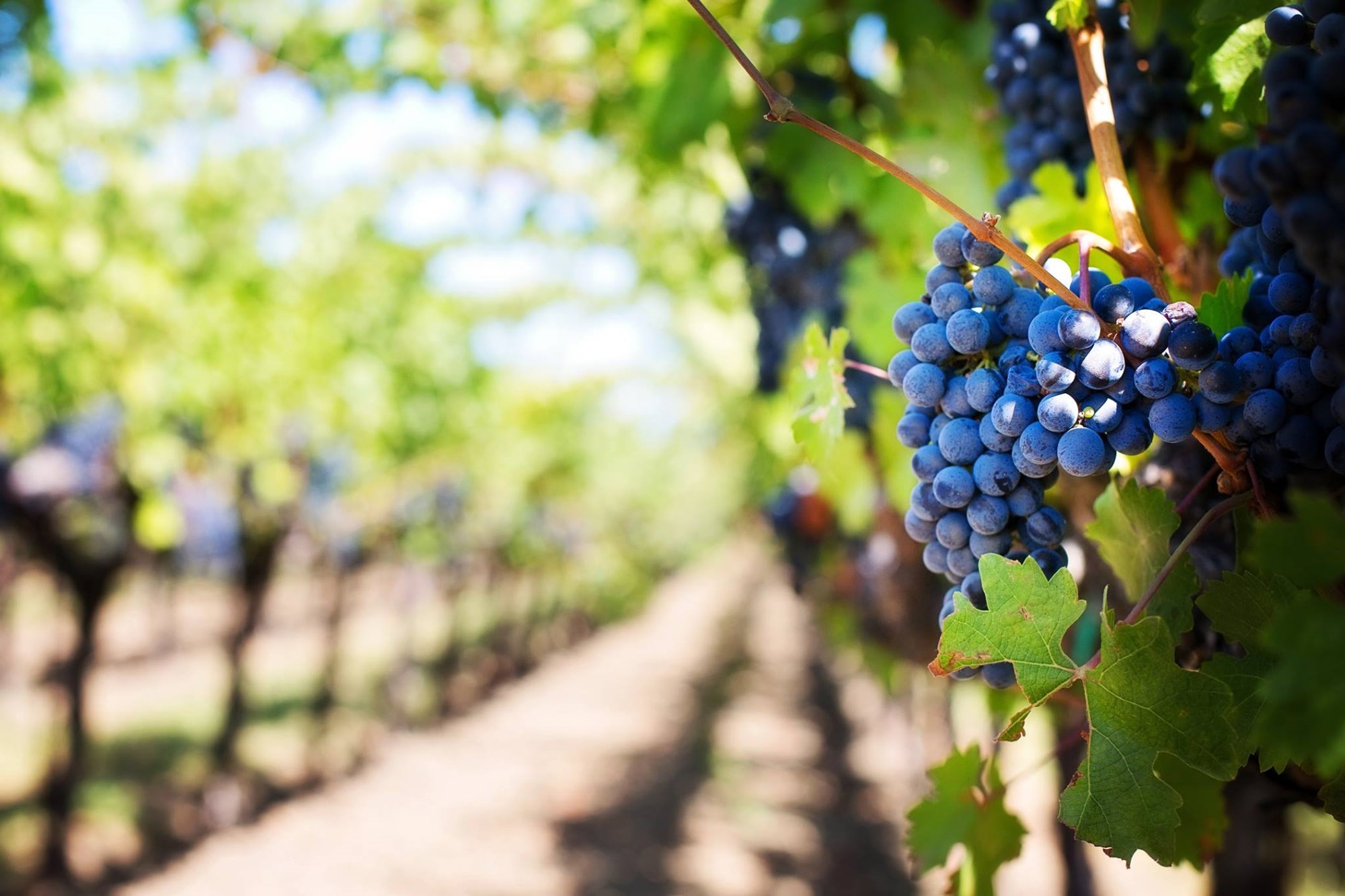 La vida de los riojanos ha girado tradicionalmente alrededor del cultivo de la uva y la elaboración del vino. Foto: Facebook 'Bodegas Franco-Españolas' La vida de los riojanos ha girado tradicionalmente alrededor del cultivo de la uva y la elaboración del vino. Foto: Facebook 'Bodegas Franco-Españolas'