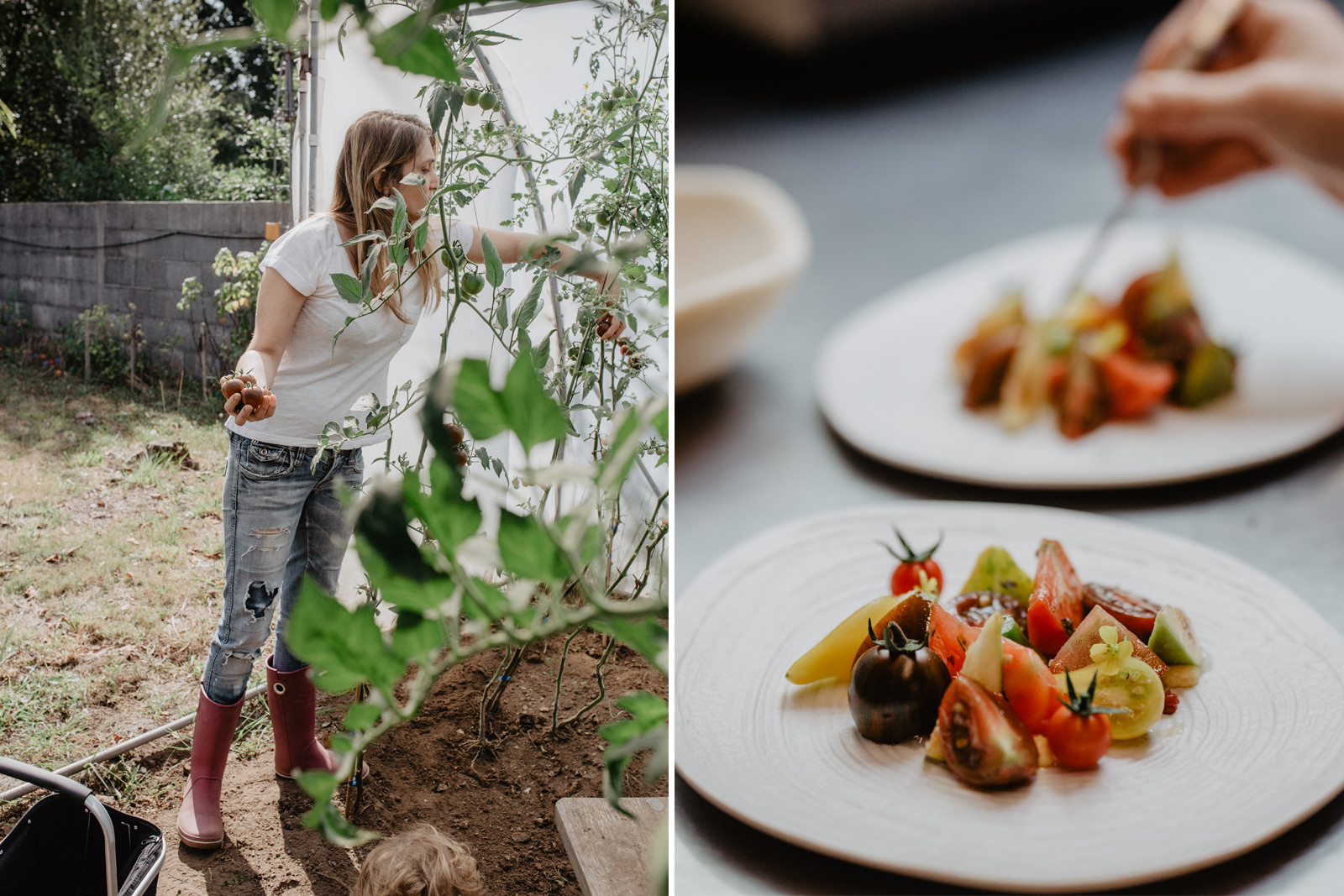 Los tomates, de la huerta a la mesa. Los tomates, de la huerta a la mesa.