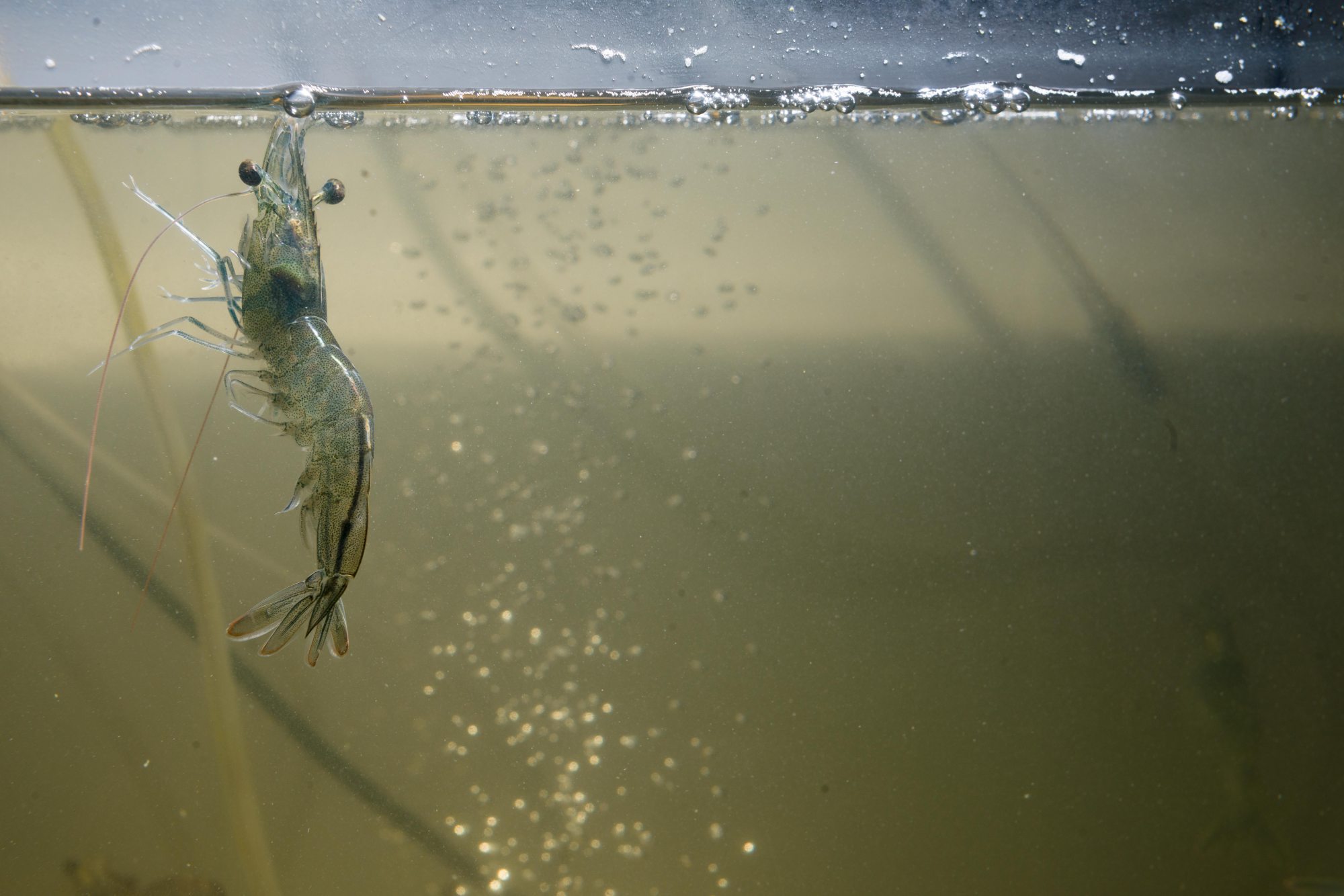Gamba natural en Medina del Campo (Valladolid) Guía Repsol