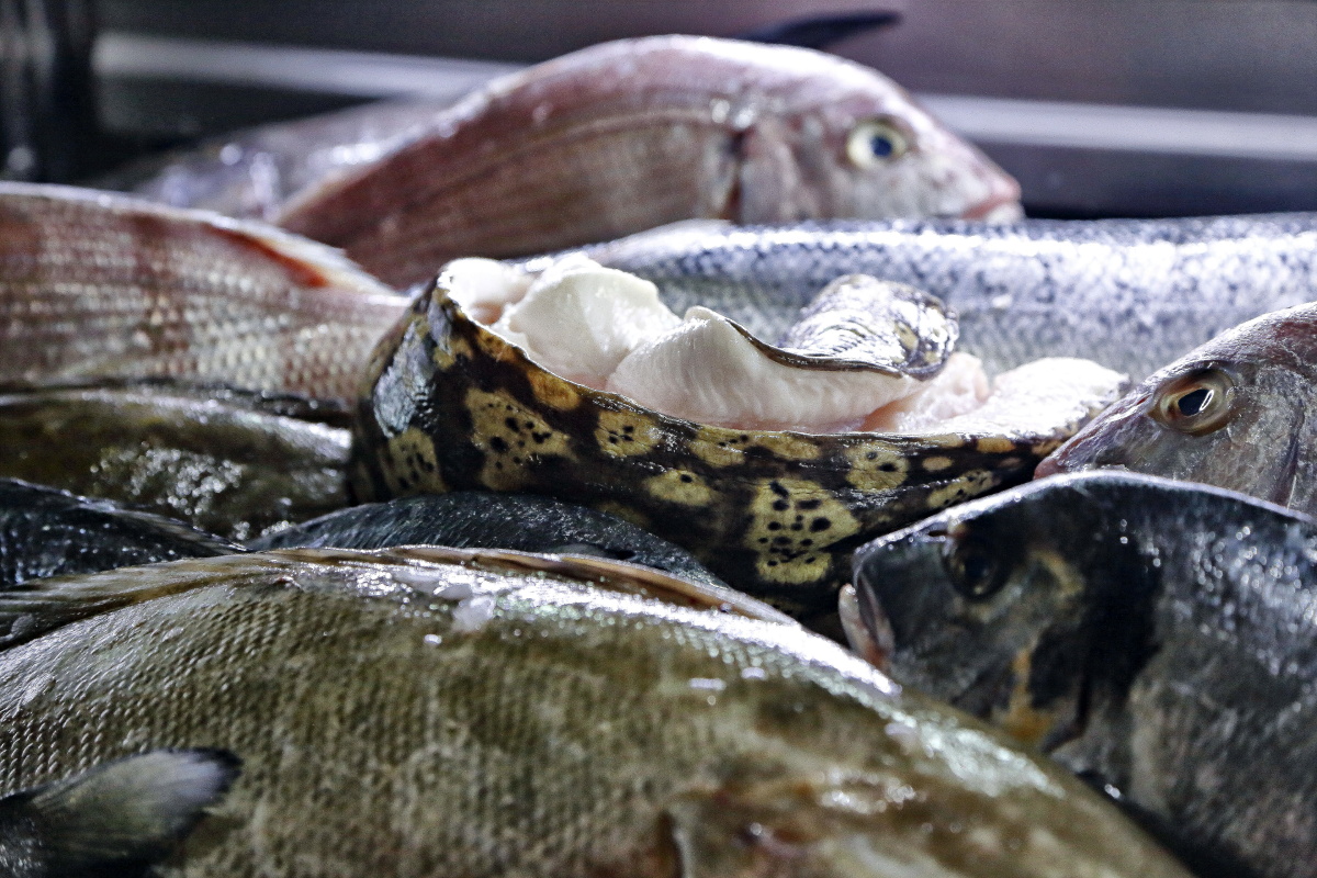La morera preside el bodegón de pescados del día. La morera preside el bodegón de pescados del día.