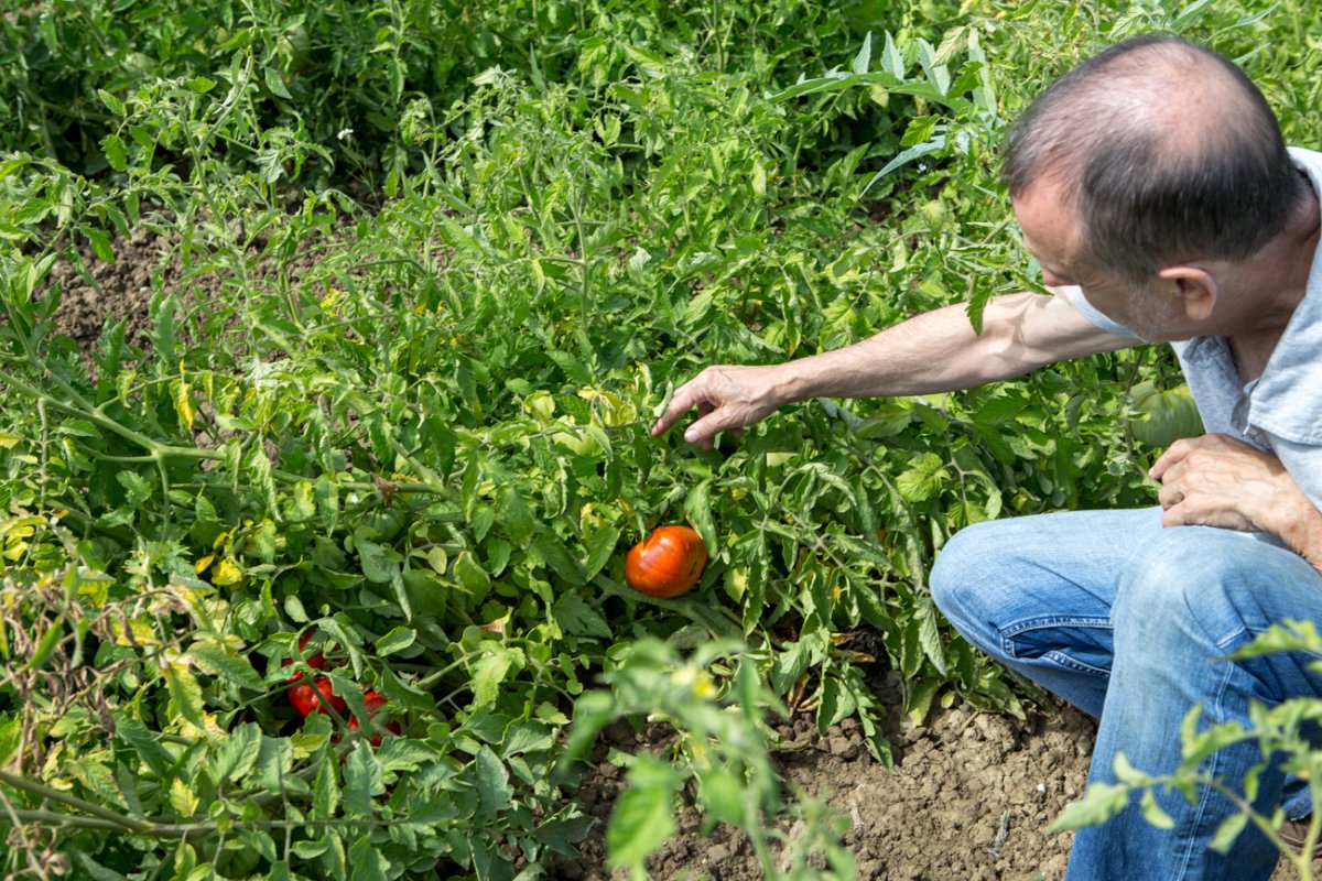 Tomates antiguos de Navarra: José Uranga en el huerto de Peralta Tomates antiguos de Navarra: José Uranga en el huerto de Peralta