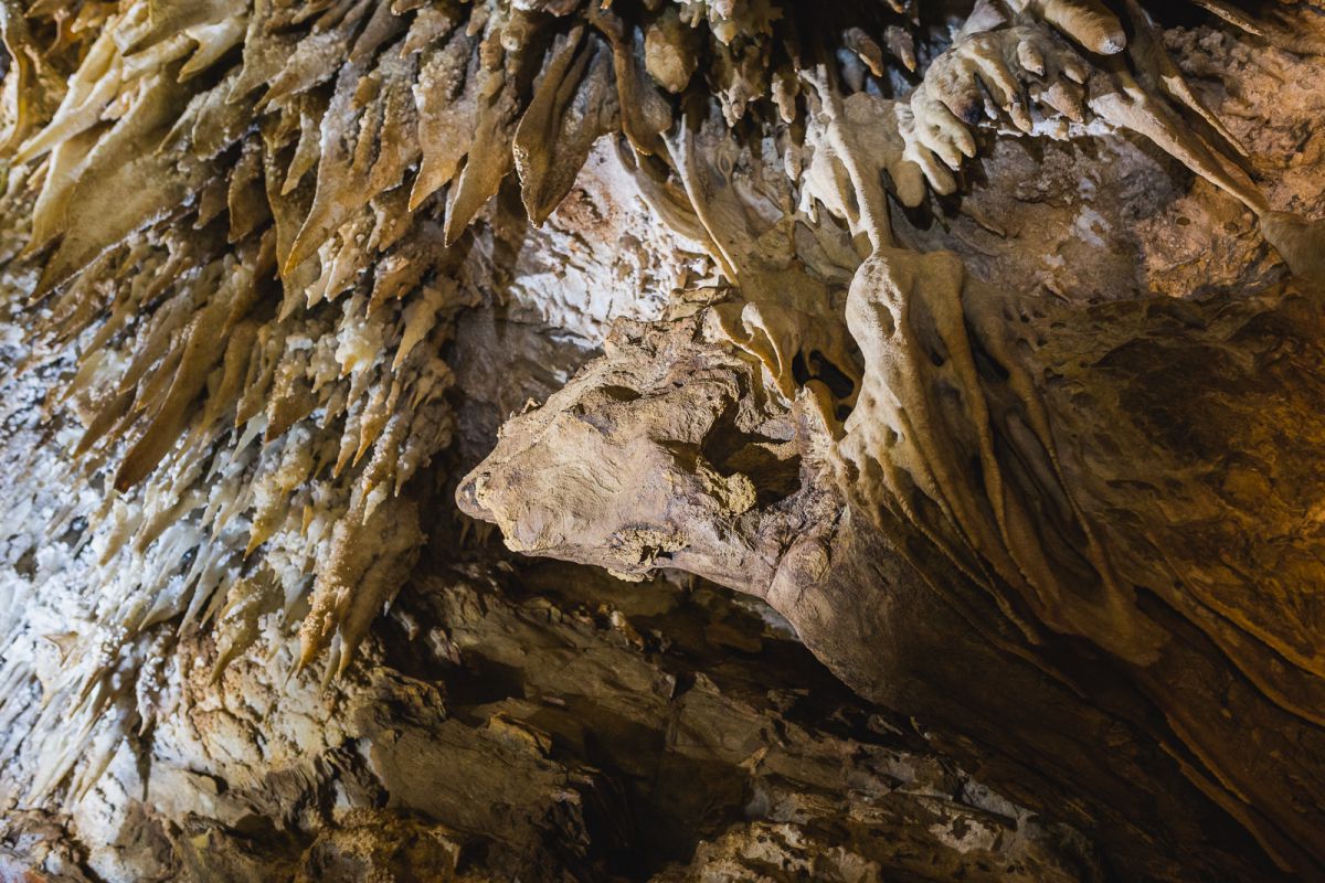 Una cara de dragón entre las formaciones de la Cueva de Masero, en las Cuevas de Fuentes de León, en la provincia de Badajoz. Una cara de dragón entre las formaciones de la Cueva de Masero, en las Cuevas de Fuentes de León, en la provincia de Badajoz.