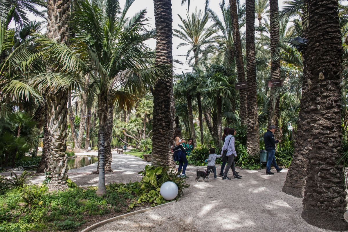 Paseando en familia por el Huerto del Cura, en Elche (Alicante). Paseando en familia por el Huerto del Cura, en Elche (Alicante).