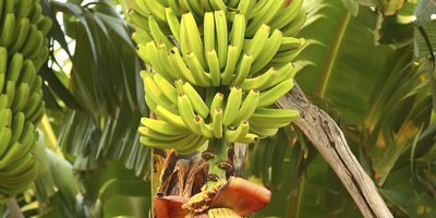 Plátano de Canarias. Plátano de Canarias.