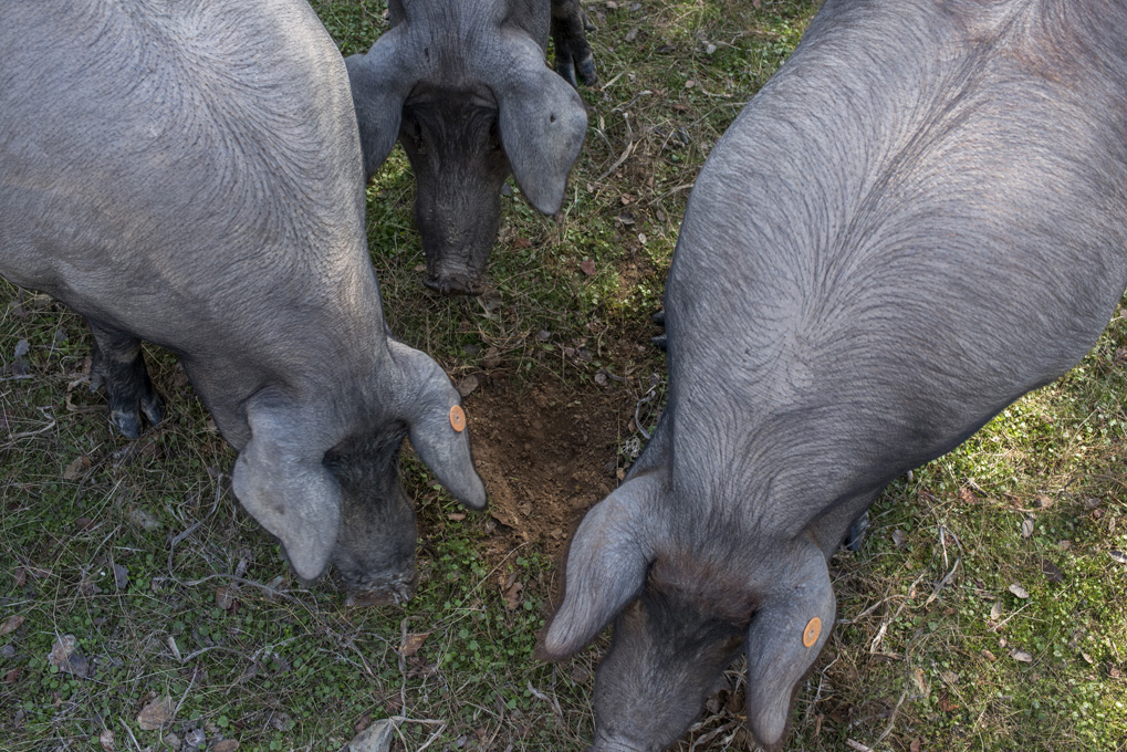 Los cerdos tienen un olfato muy desarrollado que les ayuda a encontrar las bellotas. Los cerdos tienen un olfato muy desarrollado que les ayuda a encontrar las bellotas.