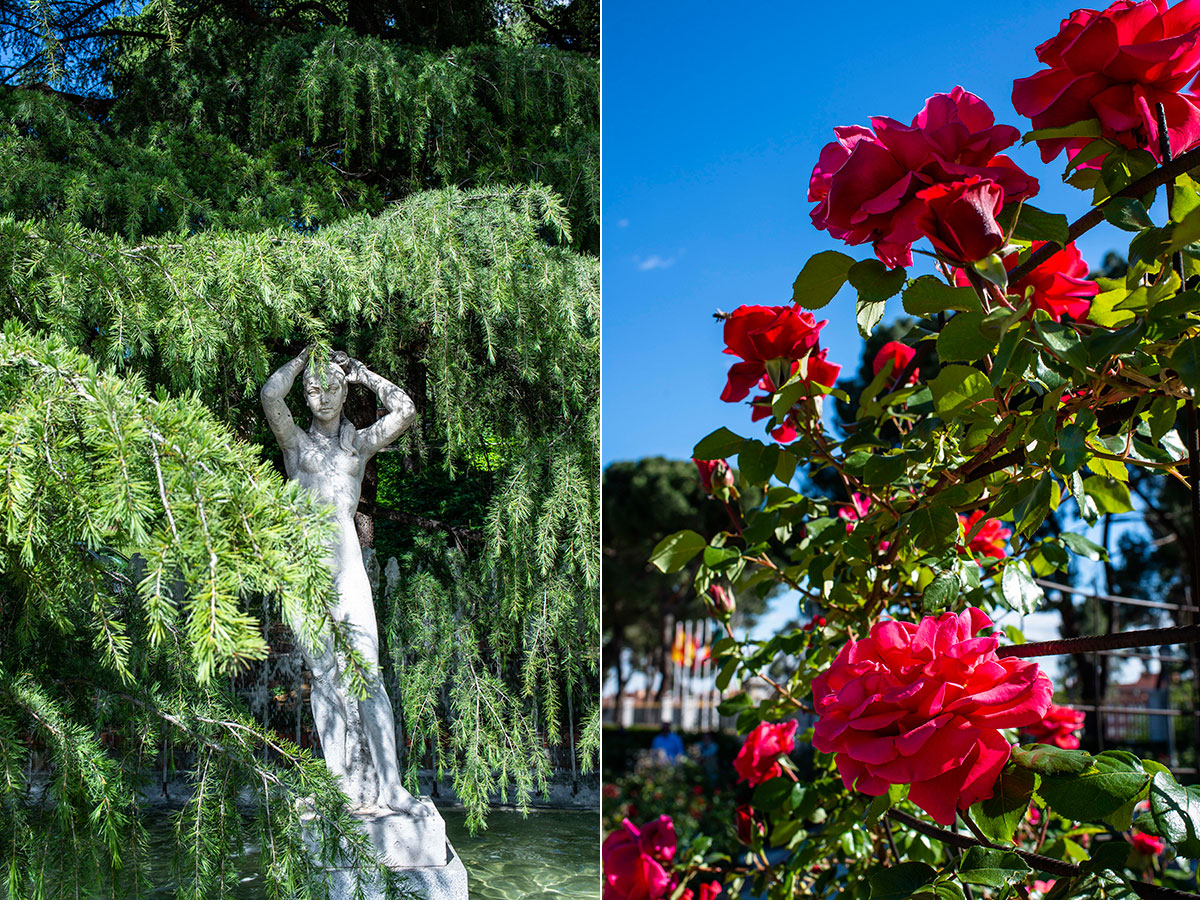 Una ninfa presiden el estanque de La Rosaleda del Parque del Oeste, en Madrid, rodeado de rosas. Una ninfa presiden el estanque de La Rosaleda del Parque del Oeste, en Madrid, rodeado de rosas.