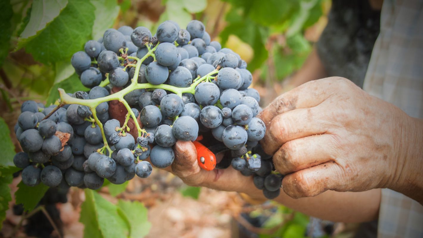 El vino canario se menciona en las obras de Shakespeare o en las de Ben Johnson. El vino canario se menciona en las obras de Shakespeare o en las de Ben Johnson.