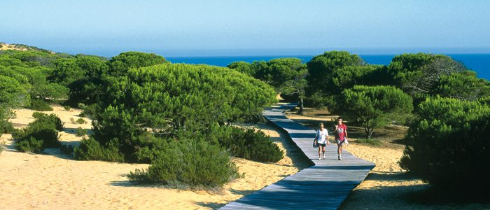 Paseo entre los pinos en Matalascañas. Paseo entre los pinos en Matalascañas.