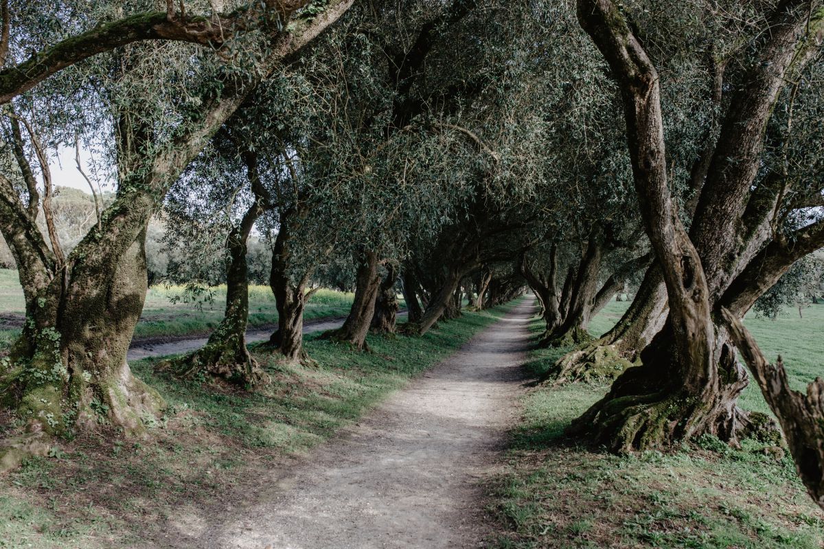 El pasadizo de olivos de Santa Cruz de Rivadulla. El pasadizo de olivos de Santa Cruz de Rivadulla.