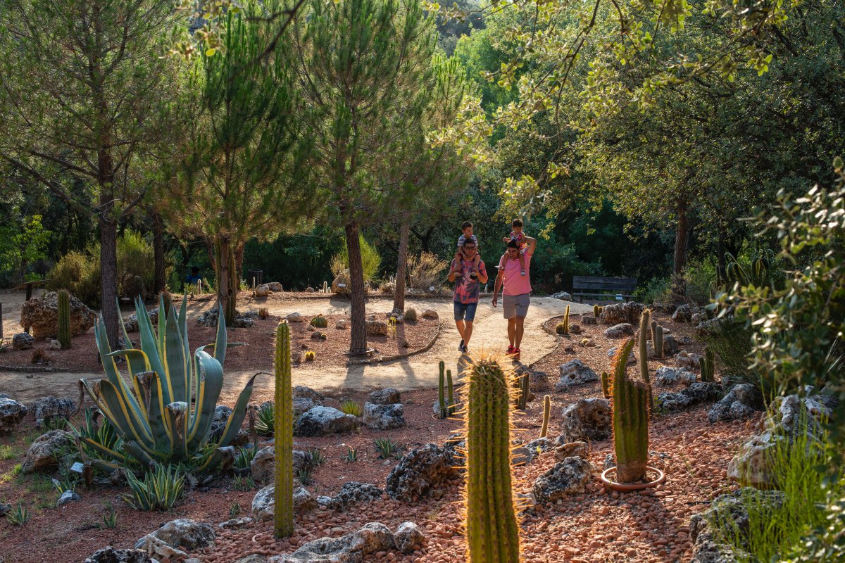En uno de los rincones del bosque hay una exposición de cáctus por donde pasear. ¡Cuidado que pinchan! En uno de los rincones del bosque hay una exposición de cáctus por donde pasear. ¡Cuidado que pinchan!