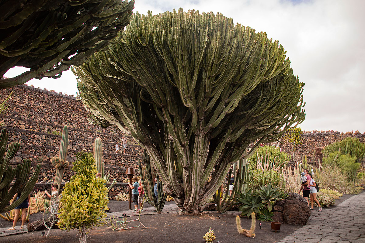 Uno de los cactus que se ha hecho gigante en el jardín. Uno de los cactus que se ha hecho gigante en el jardín.