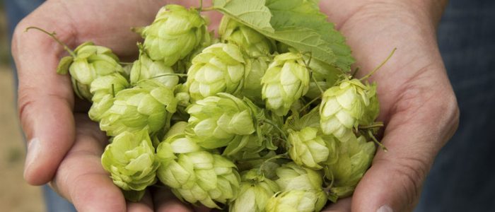 El lúpulo confiere a la cerveza su toque amargo. El lúpulo confiere a la cerveza su toque amargo.