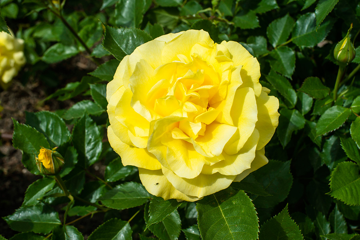 Una rosa amarilla de la variedad Freia Floribunda en La Rosaleda del Parque del Oeste (Madrid). Una rosa amarilla de la variedad Freia Floribunda en La Rosaleda del Parque del Oeste (Madrid).